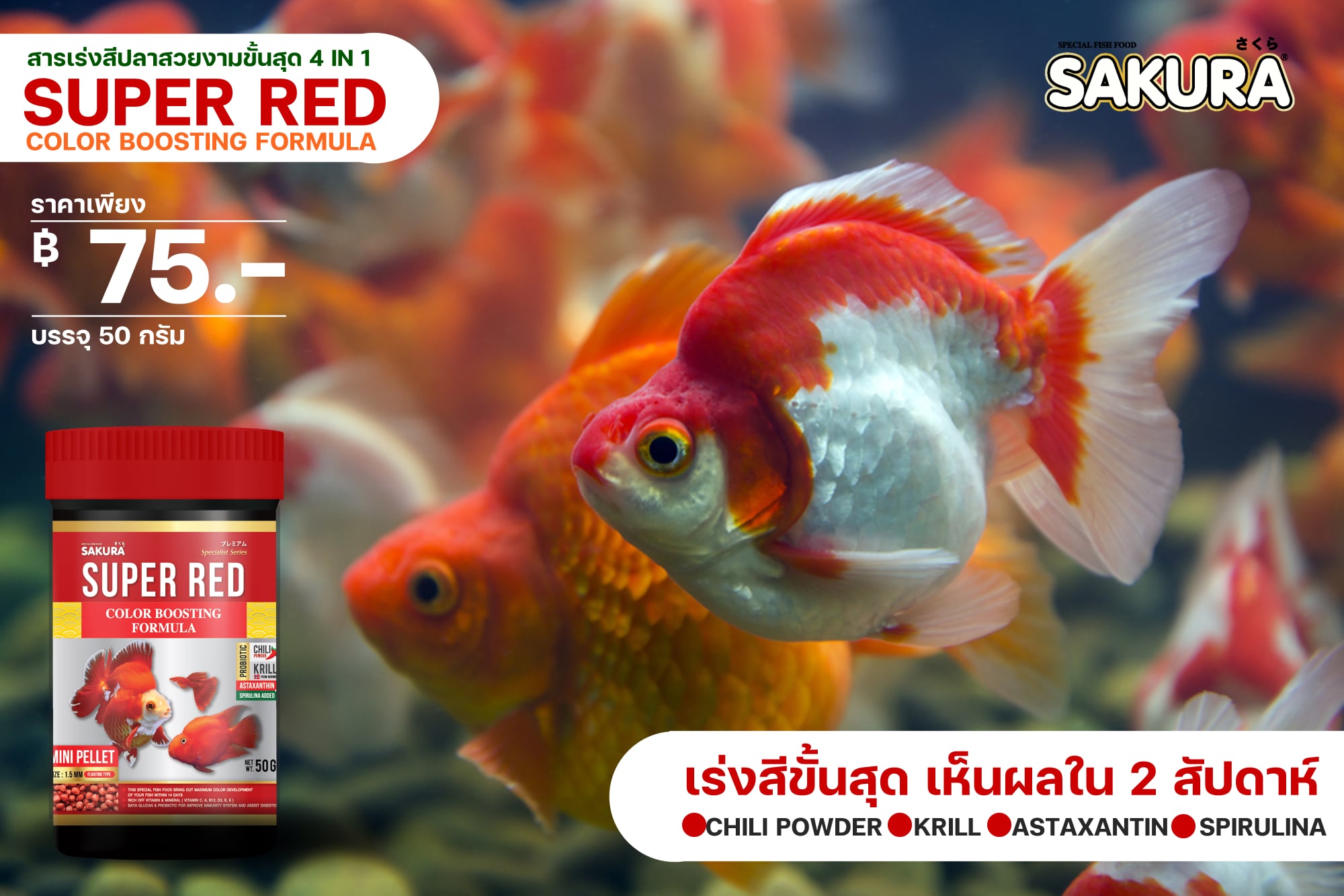 อาหารปลาทอง Sakura Special Super Red Color Boosting อาหารปลาทองสูตรเร่งสีขั้นสุด เห็นผลใน 14 วัน ถ้าเป้าหมายคือการปั้นปลาให้สีแดงสดชัด สูตรนี้ถูกออกแบบมาเพื่อการนี้โดยเฉพาะ ด้วยวัตถุดิบจากธรรมชาติจัดเต็ม ทั้งคริลล์จากนอร์เวย์ ยีสต์แห้ง แอสตาแซนธิน ตับปลาหมึก พริก กระเทียม และสาหร่ายสไปรูลิน่าคุณภาพสูง การันตีเห็นผลเรื่องความสดชัดของสีปลาได้ภายใน 14 วัน
