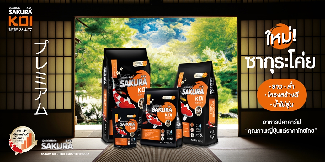 แนะนำอาหารตามสายพันธุ์ปลาคาร์ฟ SAKURA KOI HIGH GROWTH FORMULA - สูตรเร่งโต เร่งล่ำ แบบรวดเร็ว สูตรลับสำหรับคนที่อยากเห็นลูกรักตัวใหญ่โตไวและมีโครงสร้างที่บึกบึน (Jumbo Size) ด้วยโปรตีนคุณภาพสูงถึง 42% ที่สกัดจากหนอนไหมชั้นดี เนื้อปลา ตับปลาหมึก กุ้ง และคริลล์ ช่วยเสริมสร้างกล้ามเนื้อให้ล่ำสันโดยไม่ทำให้ปลาอ้วนลงพุง พร้อมสารอาหารที่ย่อยง่าย ลดการขับถ่ายของเสีย ช่วยให้ปลากลายเป็นยักษ์ใหญ่ที่สง่างามในระยะเวลาอันสั้น