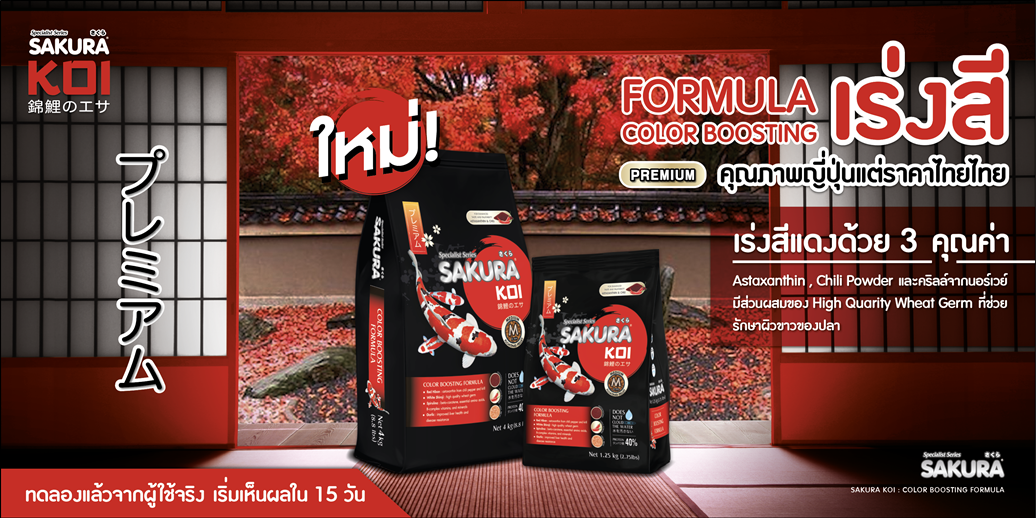 แนะนำอาหารตามสายพันธุ์ปลาคาร์ฟ SAKURA KOI COLOR BOOSTING FORMULA - สูตรเร่งสี คุณภาพญี่ปุ่น ราคาไทยๆ สูตรเร่งสีคุณภาพระดับญี่ปุ่นในราคาสบายกระเป๋า อัดแน่นด้วยสาหร่ายสไปรูลิน่าคุณภาพสูง ช่วยกระตุ้นการสร้างเม็ดสีแดงให้เข้มและคมชัด มีโปรตีนสูงถึง 40% ช่วยรักษาโครงสร้างไปพร้อมกับการเร่งสี โดยไม่ส่งผลเสียต่อพื้นที่สีขาวบนตัวปลา ทำให้ปลาดูมีชีวิตชีวาและมีสีสันที่สดใสสม่ำเสมอทั่วทั้งตัว ทำให้ปลาของคุณมีสีสันสดใส ดูมีมิติและเงางามสุขภาพดี