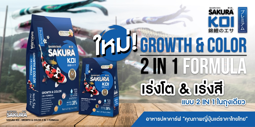แนะนำอาหารตามสายพันธุ์ปลาคาร์ฟ SAKURA KOI GROWTH & COLOR 2 in 1 Formula - เร่งโต เร่งสี แบบ 2 in 1 ในถุงเดียว ทางเลือกที่สมบูรณ์แบบสำหรับผู้ที่ต้องการความสะดวกแบบจบในถุงเดียว ด้วยสูตรที่ให้ทั้งการเร่งโตและเร่งสีอย่างสมดุล มีระดับโปรตีน 38% ผสมผสานแหล่งโปรตีนชั้นดีเข้ากับสารเร่งสีจากธรรมชาติอย่างสาหร่ายสไปรูลิน่าเกรดพรีเมี่ยมถึง 4% และแอสต้าแซนธินคุณภาพ ช่วยให้ปลาเติบโตอย่างต่อเนื่องไปพร้อมกับการพัฒนาสีสันที่สวยงาม เหมาะสำหรับปลาทุกช่วงวัยที่ต้องการการดูแลแบบรอบด้านเป็นพิเศษ