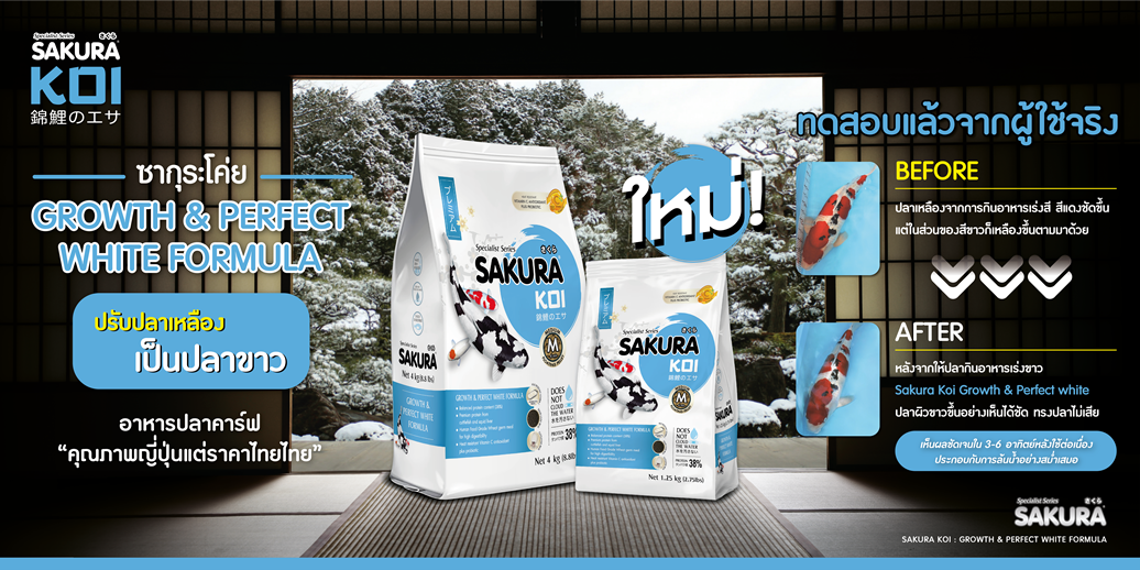 แนะนำอาหารตามสายพันธุ์ปลาคาร์ฟ SAKURA KOI GROWTH & PERFECT WHITE FORMULA - เปลี่ยนปลาเหลือง เป็นปลาขาวใน 3-6 สัปดาห์ สูตรมหัศจรรย์ที่ออกแบบมาเพื่อจัดการปัญหาปลาผิวเหลืองหมองคล้ำโดยเฉพาะ โดยสามารถเปลี่ยนปลาเหลืองเป็นปลาขาวบริสุทธิ์ได้ภายใน 3-6 สัปดาห์ ด้วยระดับโปรตีน 38% จากหมึกกระดอง ตับปลาหมึก และส่วนผสมจากวีทเจิร์มชั้นดี ที่ช่วยให้การย่อยอาหารดีขึ้น พร้อมส่วนผสมพิเศษอย่างวิตามินซี และโปรไอติกที่ช่วยยับยั้งเม็ดสีเหลืองและบำรุงผิวให้เนียนละเอียดดุจน้ำนม ช่วยให้สีแดงและดำบนตัวปลาดูตัดกันอย่างคมชัดและโดดเด่นในทุกสภาพแสง