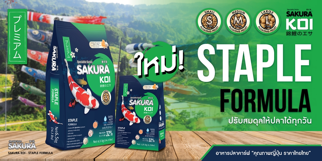แนะนำอาหารตามสายพันธุ์ปลาคาร์ฟ SAKURA KOI STAPLE FORMULA - สูตรมาตรฐาน ให้ปลากินได้ทุกวัน สูตรอาหารมาตรฐานที่ถูกออกแบบมาให้ปลาสามารถกินได้ทุกวันในระยะยาวโดยไม่สะสมไขมันส่วนเกิน ไม่มีส่วนผสมของสาหร่ายสไปรูลิน่า เพื่อป้องกันไม่ให้ผิวปลาเหลือง ให้โปรตีน 32% กินได้ทุกวันโดยไม่ทำให้น้ำขุ่น มีวิตามินและแร่ธาตุครบถ้วน มีกระเทียมเพื่อกระตุ้นความอยากอาหารของปลา และยังช่วยเพิ่มภูมิต้านทานโรค ช่วยรักษาความสมดุลของร่างกายและสุขภาพให้แข็งแรงในระยะยาว เหมาะสำหรับบ่อที่มีประชากรปลาหนาแน่น