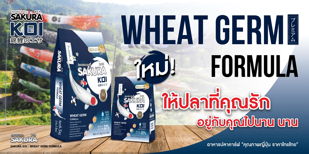 แนะนำอาหารตามสายพันธุ์ปลาคาร์ฟ SAKURA KOI WHEAT GERM FORMULA - ให้ปลาที่คุณรัก อยู่กับคุณไปนานๆ สูตรเพื่อสุขภาพที่เน้นการบำรุงผิวพรรณและความแข็งแรงจากภายในด้วยส่วนผสมของจมูกจมูกข้าวสาลี (Wheat Germ) ชั้นดีเพื่อการย่อยที่ดี มีระดับโปรตีน 32% พร้อมผสานพลังการปกป้องจาก วิตามิน E, วิตามิน C และกระเทียม ซึ่งเป็นสารต้านอนุมูลอิสระตัวสำคัญในการเสริมสร้างภูมิคุ้มกันและบำรุงสภาพผิวให้สวยเงางามอยู่เสมอ ลดความเครียดในช่วงที่อากาศเปลี่ยนแปลงหรืออุณหภูมิน้ำไม่คงที่ จุดเด่นคือการช่วยชะลอความเสื่อมของเซลล์และทำให้ผิวปลาดูเงางาม เปล่งปลั่ง สุขภาพดีอย่างยั่งยืน