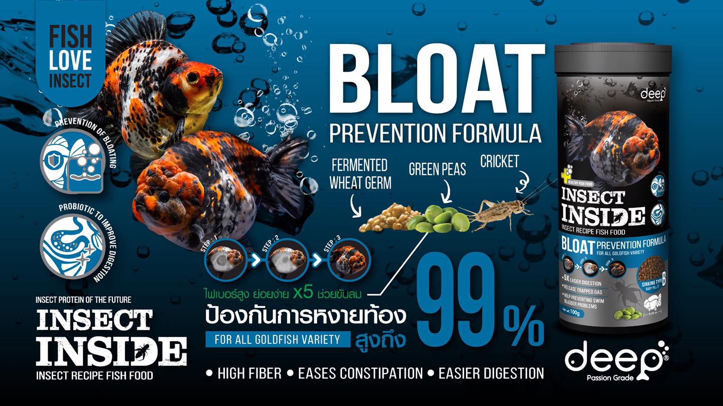 วิธีเลี้ยงปลาทองให้โต เร่งวุ้น เร่งสีสวย สุขภาพดีอายุยืน Deep Bloat Prevention อาหารปลาทองสูตรขับลมป้องกันหงายท้องสูงถึง99% (เม็ดจม) สูตรแก้ปัญหาที่ตรงจุดสำหรับปลาทองพุงกลมโดยเฉพาะ เน้นการขับลมและป้องกันอาการหงายท้องได้สูงถึง 99% เป็นอาหารเม็ดจมที่ย่อยง่ายมาก ที่รวม High Quality Protien และ High Fiber เอาไว้ใน 1 เดียว ทั้งถั่วลันเตาและวีทเจิร์มหมักสูตรลับเฉพาะ รวมทั้งโปรตีนจากจิ้งหรีด สมุนไพรอย่างขิง กระเทียม วิตามิน แร่ธาตุ โปรไบโอติก และสารอาหารอีกมากมาย ช่วยปรับสมดุลลำไส้ โปรตีน 38% แม้จะเน้นเรื่องสุขภาพท้องแต่ยังช่วยเร่งโตได้ดีเยี่ยม หมดกังวลเรื่องปลาท้องอืดหลังมื้ออาหารไปได้เลย