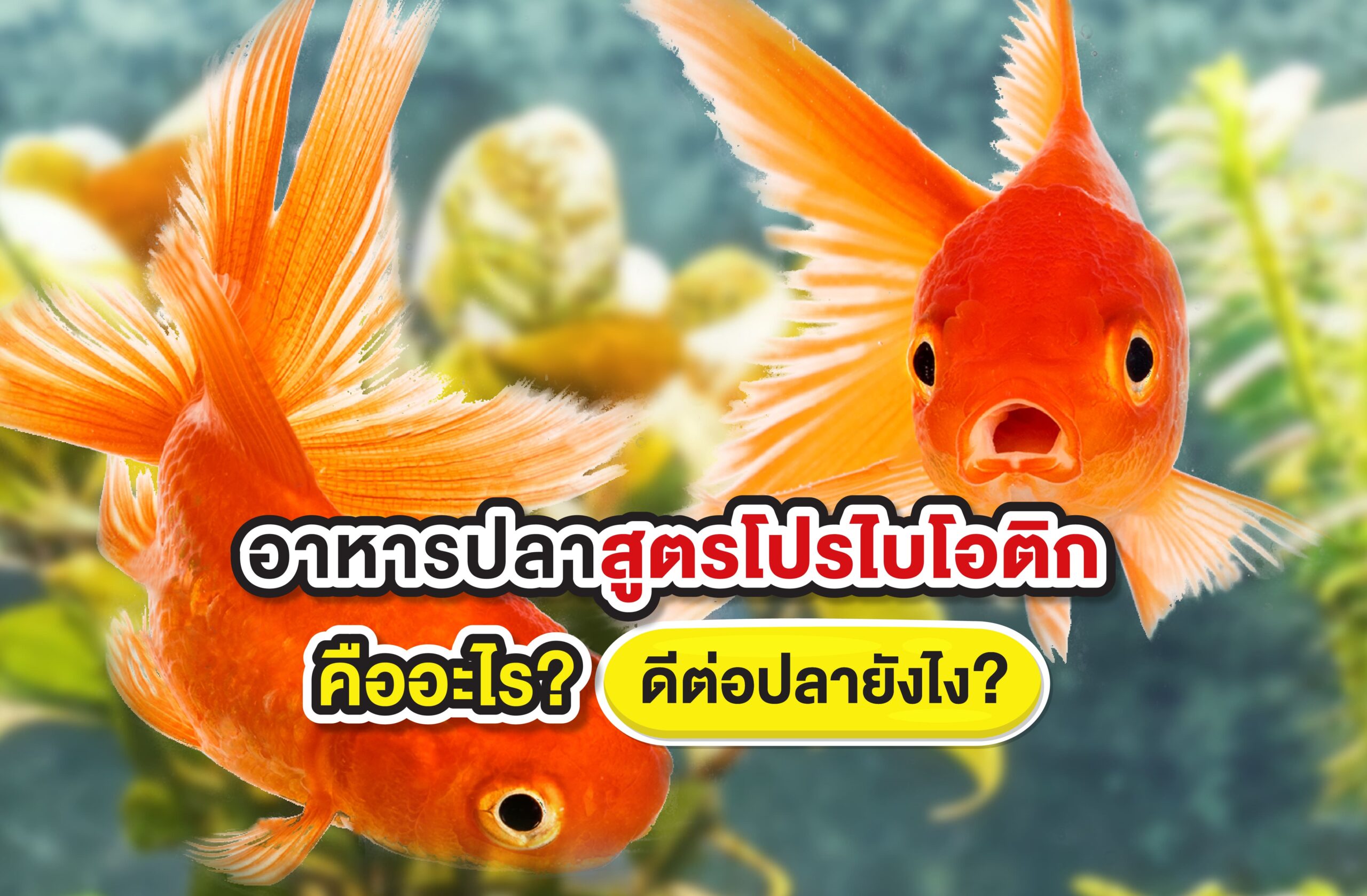 อาหารปลาสูตรโปรไบโอติก (Probiotics) คืออะไร? ดีต่อปลายังไง?