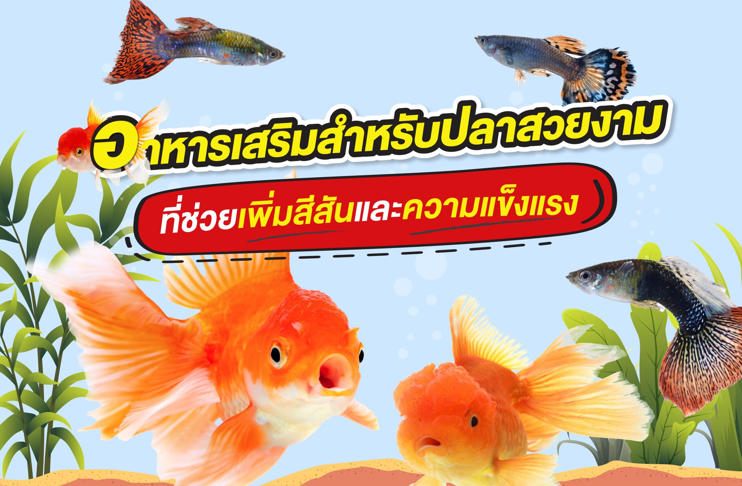 อาหารเสริมสำหรับปลาสวยงามที่ช่วยเพิ่มสีสันและความแข็งแรง