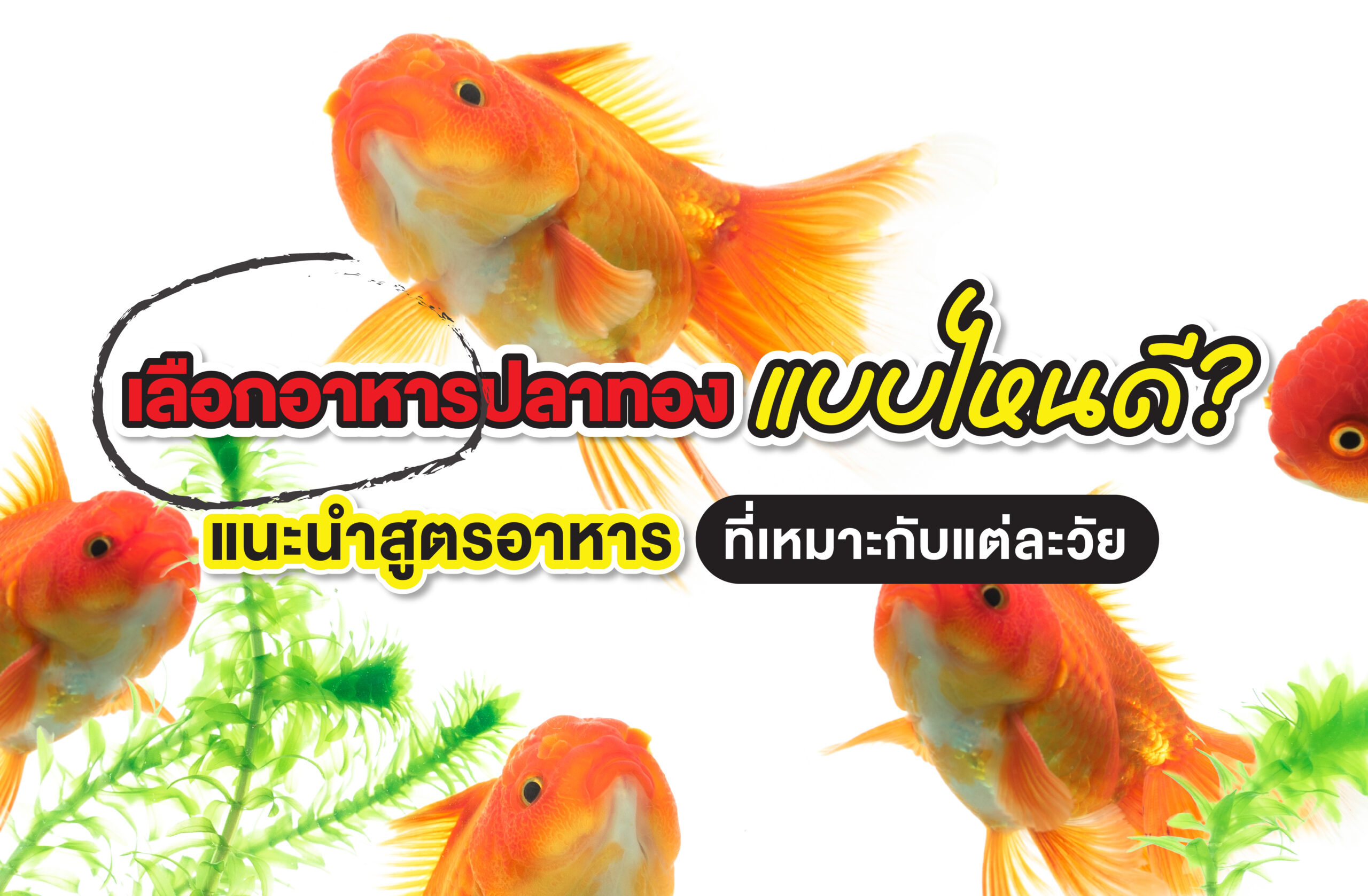 เลือกอาหารปลาทองแบบไหนดี? แนะนำสูตรอาหารที่เหมาะกับแต่ละวัย