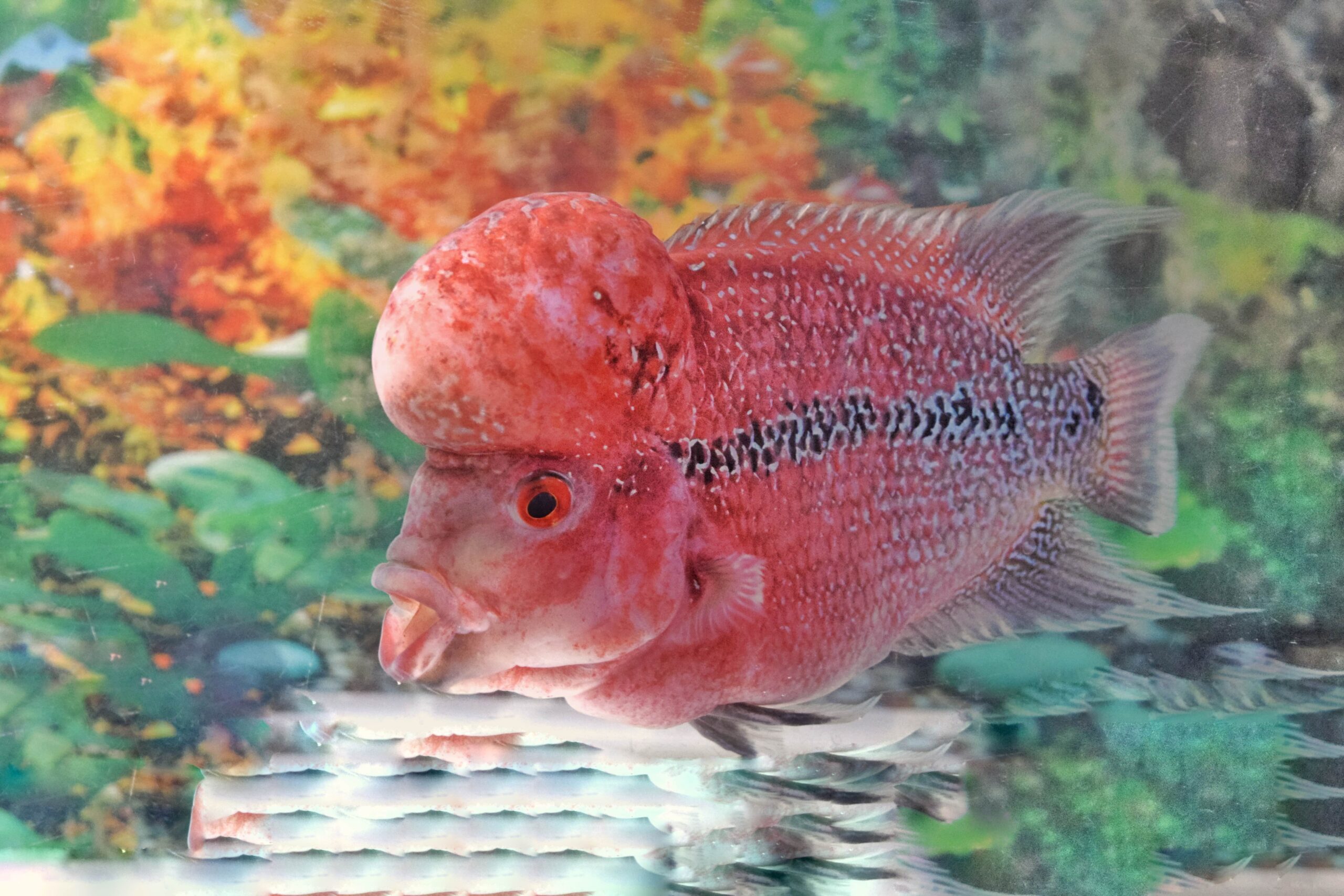 การเลี้ยงปลาสวยงามให้โตเร็ว สีสวย สุขภาพดี อาหารโปรตีนสูงช่วยให้โตเร็ว ปลาในวัยเล็กและปลาวัยรุ่นต้องการโปรตีนสูงมาก โดยเฉพาะปลาทอง ดังนั้นการเลือกอาหารต้องมีโปรตีนไม่ต่ำกว่า 35% ขึ้นไป เพื่อช่วยเสริมการเจริญเติบโตได้ดี สร้างกล้ามเนื้อ 