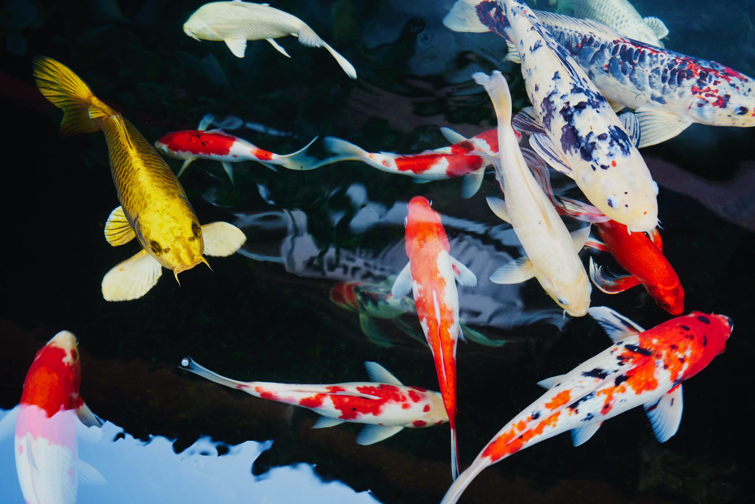 อาหารปลาสวยงาม นอกจากจะช่วยให้ปลามีสุขภาพแข็งแรง ยังมีผลต่อสีสัน ความสวยงาม การเติบโต และแม้แต่บุคลิกของปลาก็สามารถเปลี่ยนไปได้จากอาหาร
