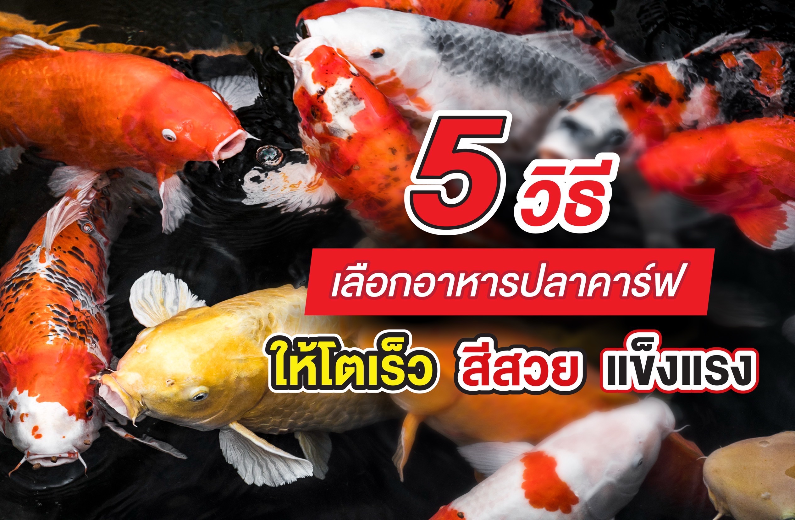 5 วิธีเลือกอาหารปลาคาร์ฟให้โตเร็ว สีสวย แข็งแรง