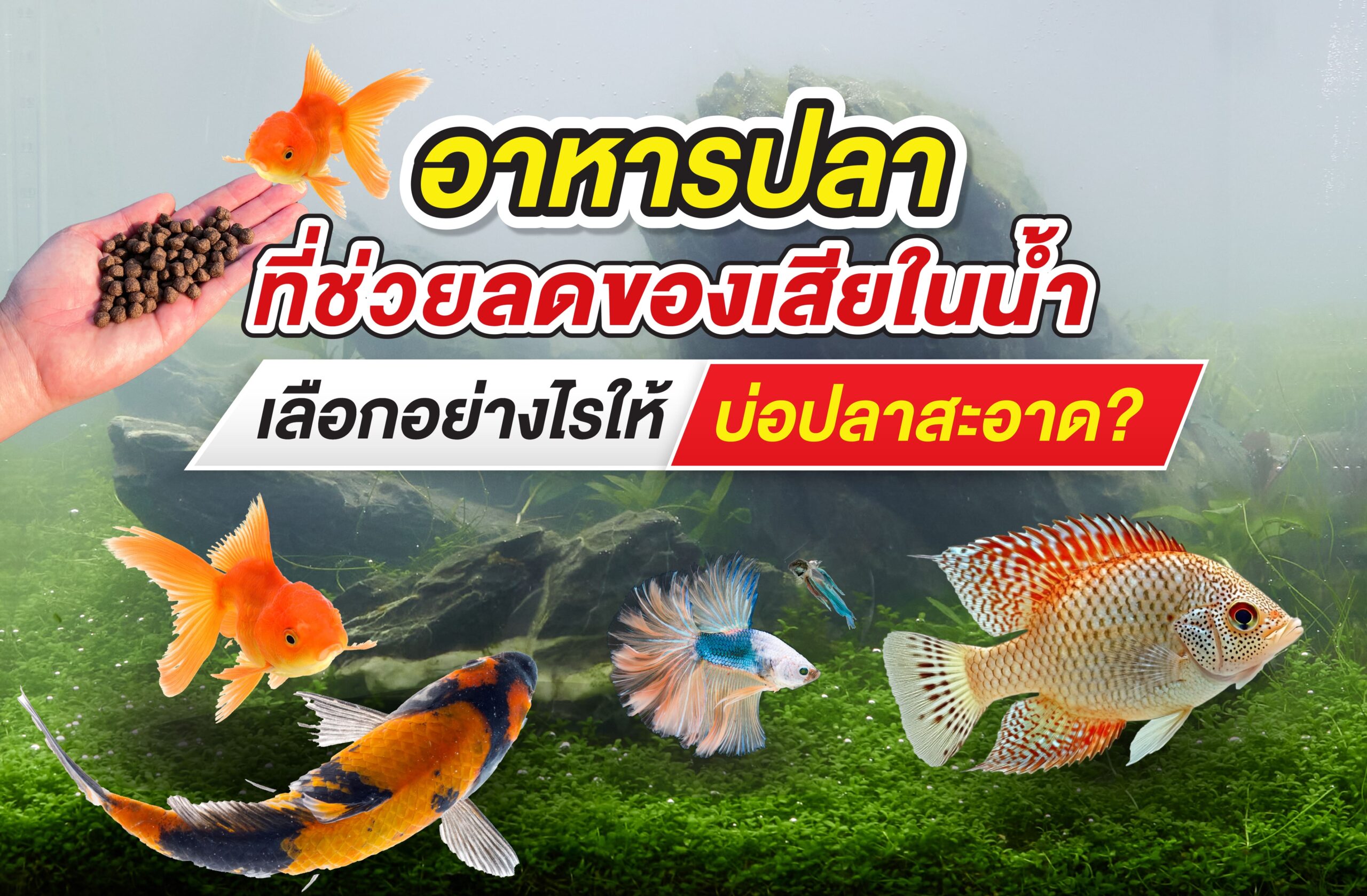 อาหารปลาที่ช่วยลดของเสียในน้ำ เลือกอย่างไรให้บ่อปลาสะอาด