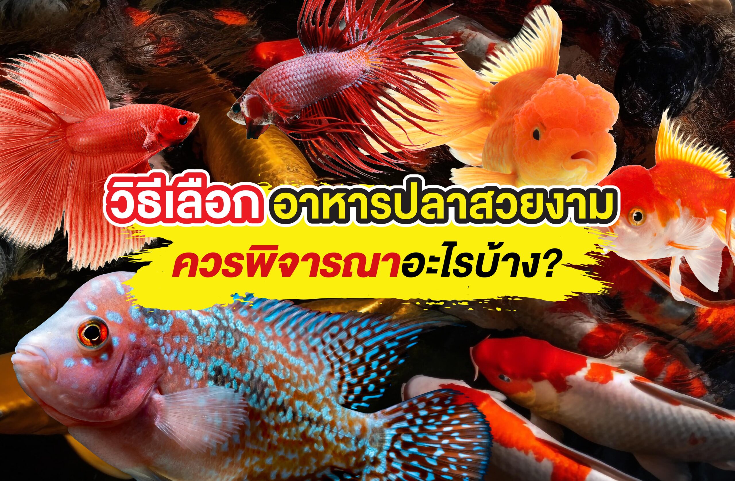 วิธีเลือกอาหารปลาสวยงาม ควรพิจารณาอะไรบ้าง?