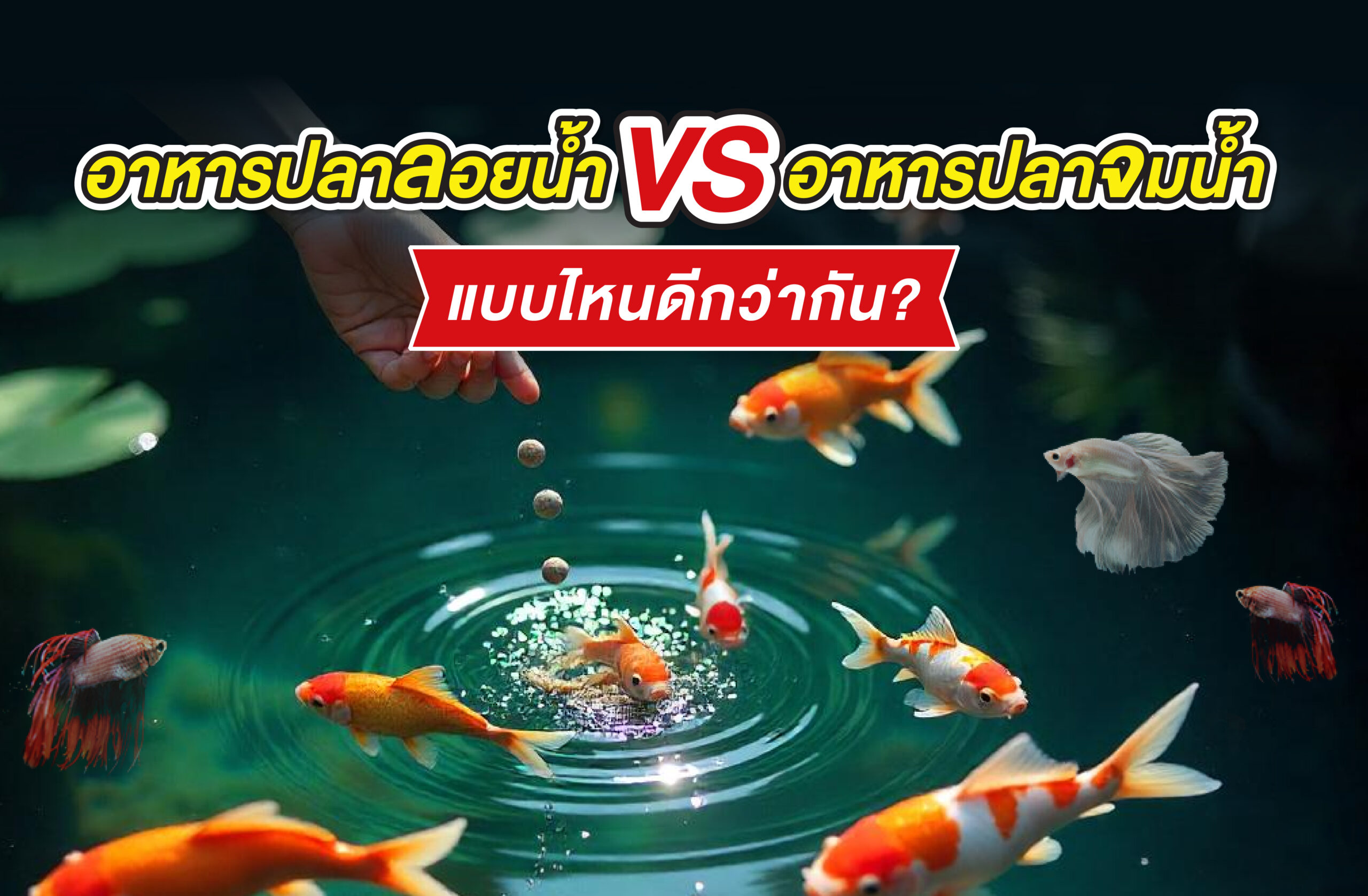 อาหารปลาลอยน้ำ vs อาหารปลาจมน้ำ แบบไหนดีกว่ากัน?
