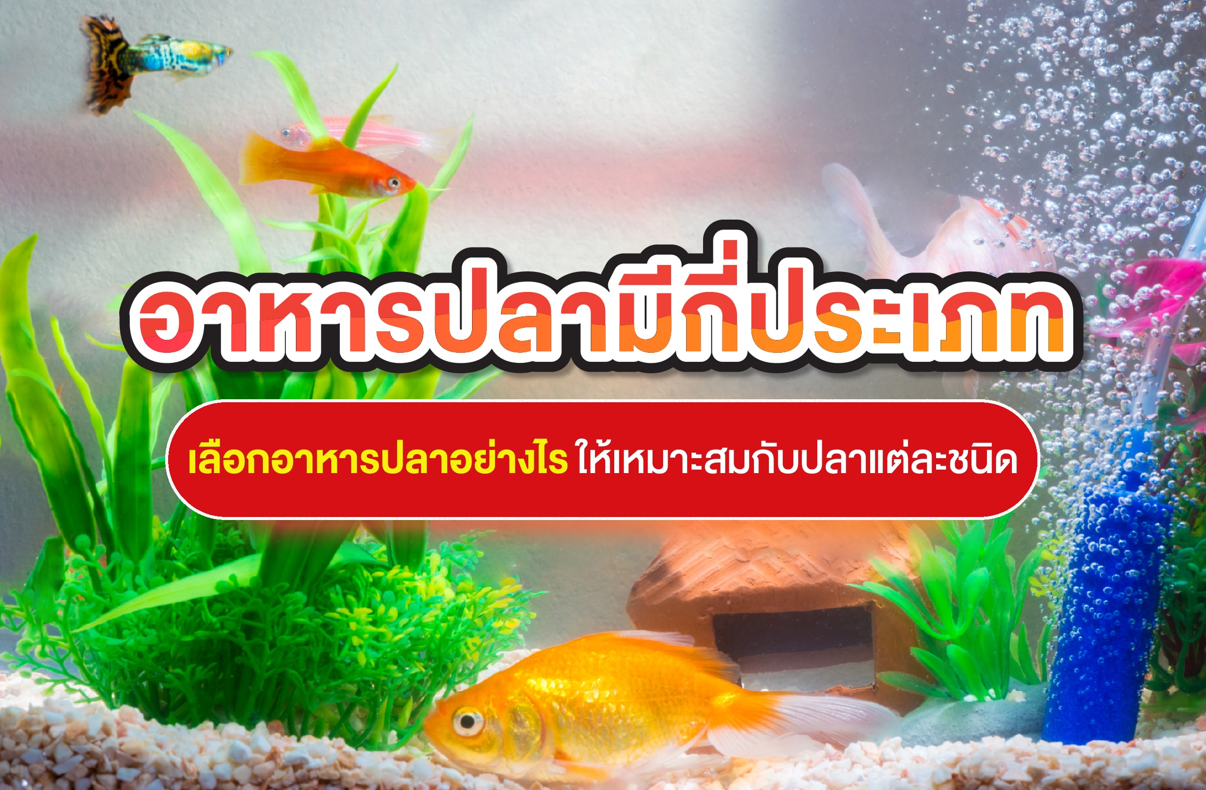 อาหารปลามีกี่ประเภท เลือกอาหารให้เหมาะสมกับแต่ละชนิด