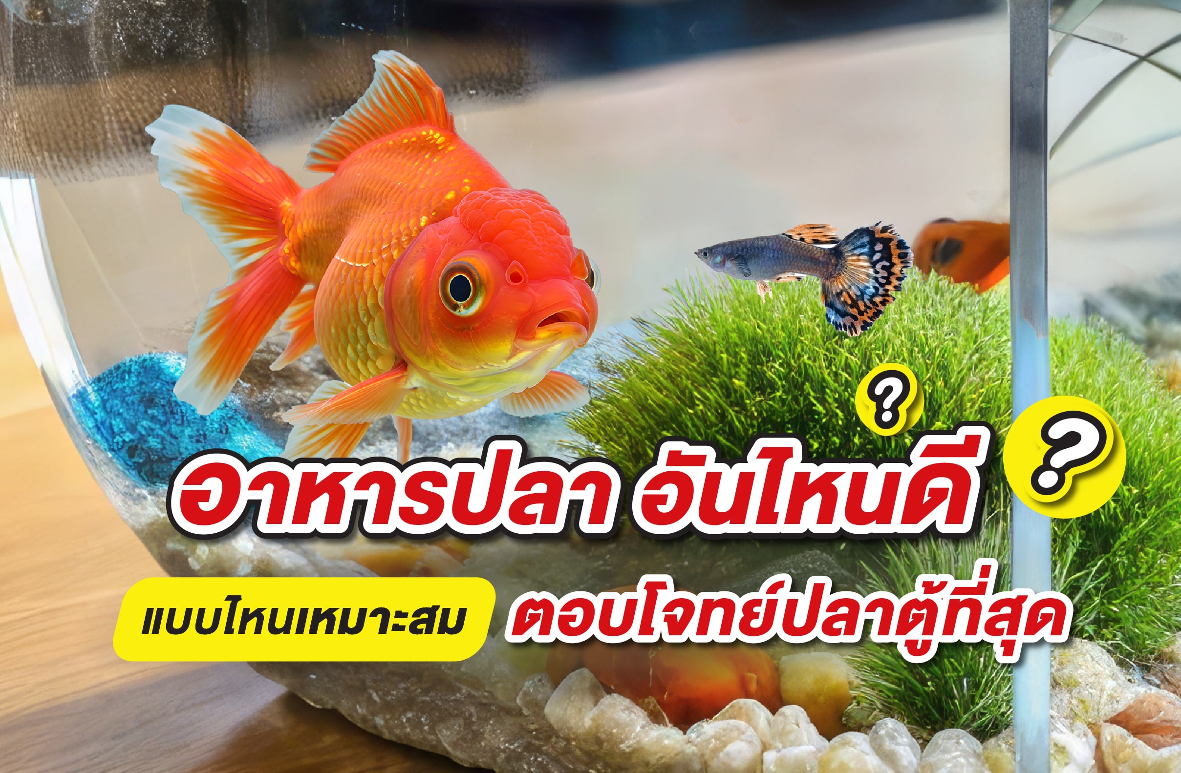 อาหารปลา อันไหนดี แบบไหนเหมาะสม ตอบโจทย์ปลาตู้ที่สุด [อัปเดต 2025]