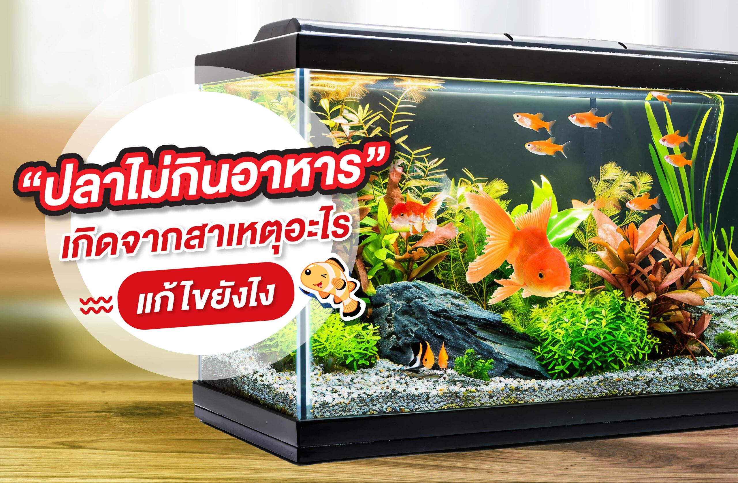 ปลาไม่กินอาหาร เกิดจากสาเหตุอะไร แก้ไขยังไง