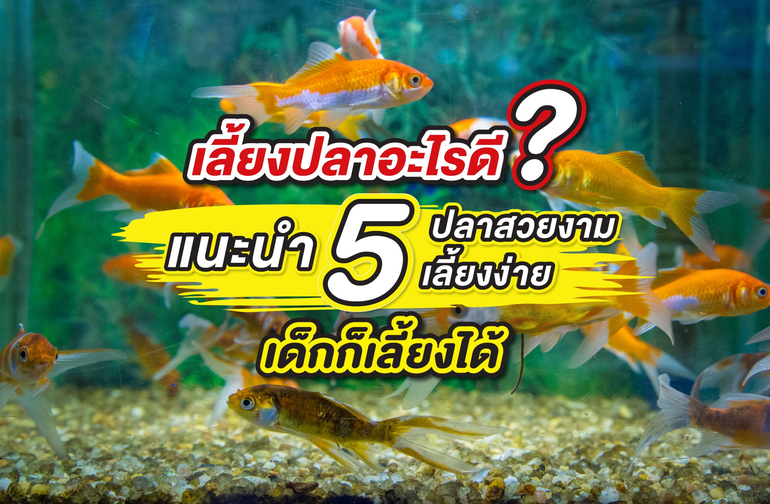 เลี้ยงปลาอะไรดี? แนะนำ 5 ปลาสวยงามเลี้ยงง่าย เด็กก็เลี้ยงได้