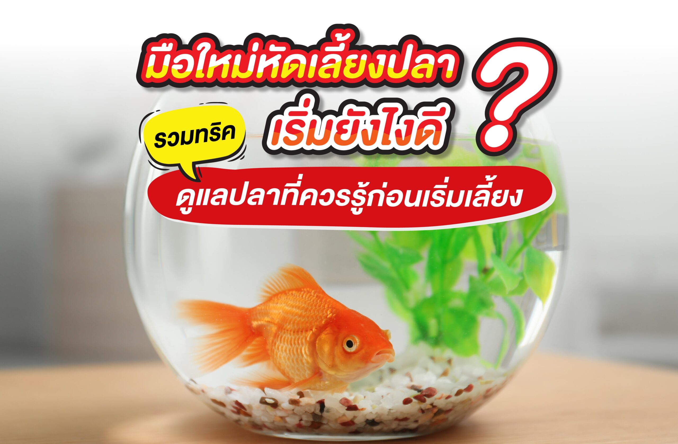 มือใหม่หัดเลี้ยงปลา เริ่มยังไงดี? รวมทริคดูแลปลาที่ควรรู้ก่อนเริ่มเลี้ยง