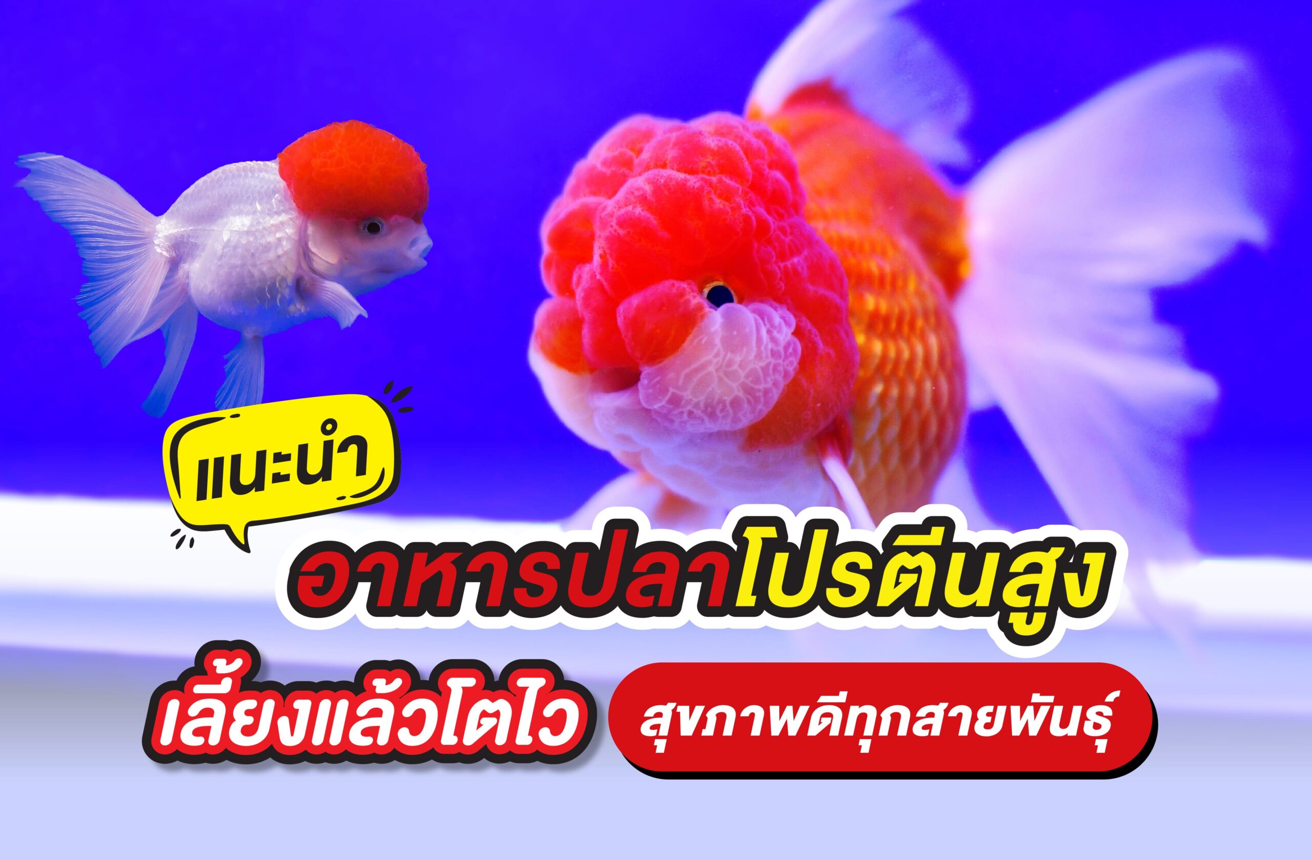 แนะนำอาหารปลาโปรตีนสูง เลี้ยงแล้วโตไว สุขภาพดีทุกสายพันธุ์