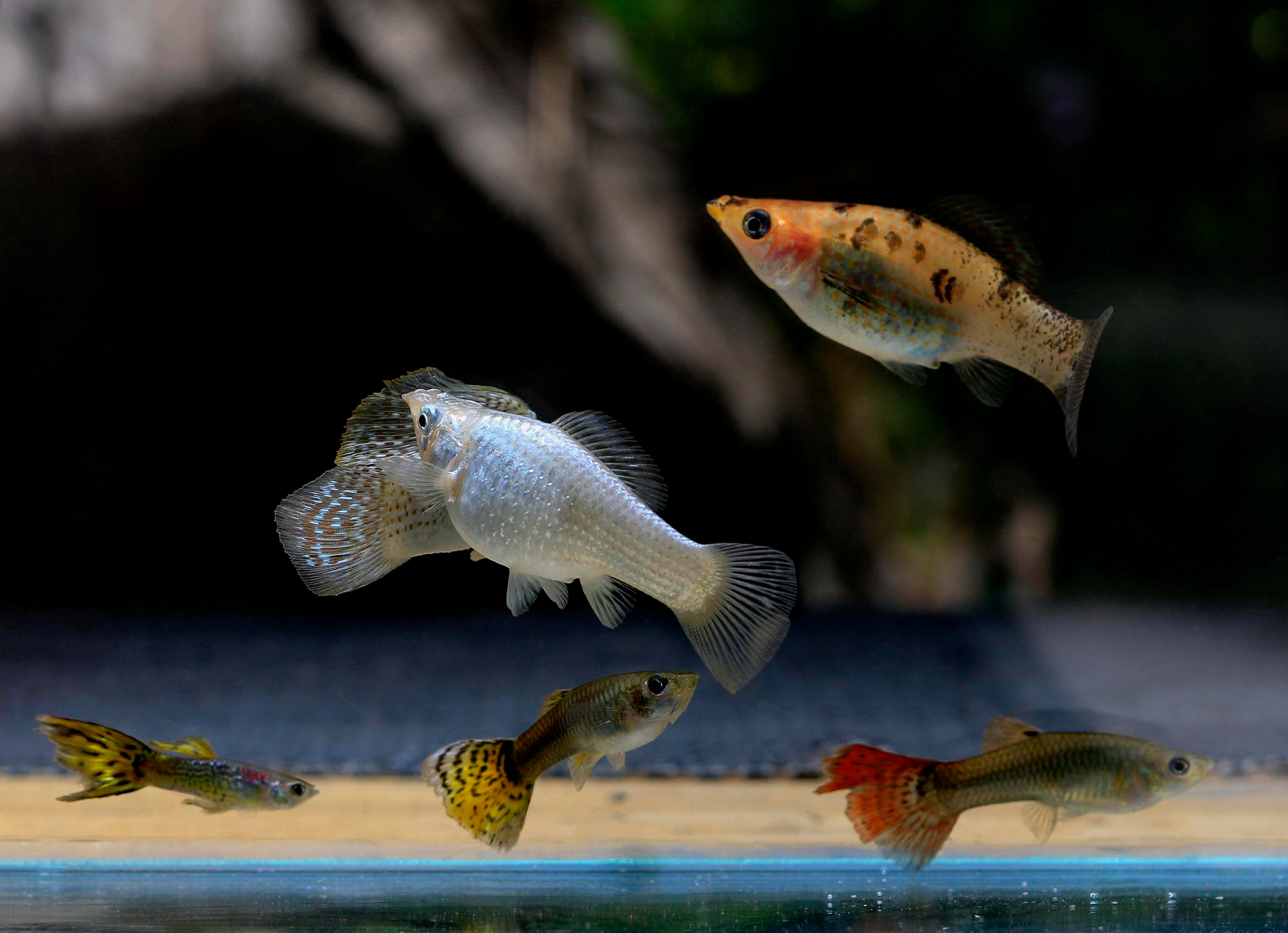 ปลาบอลลูน (Balloon Molly) เป็นปลาสวยงามขนาดเล็กที่ขึ้นชื่อเรื่องความน่ารักสดใส ด้วยเอกลักษณ์โดดเด่นในเรื่องรูปร่างกลม ป้อม และหางสั้น 