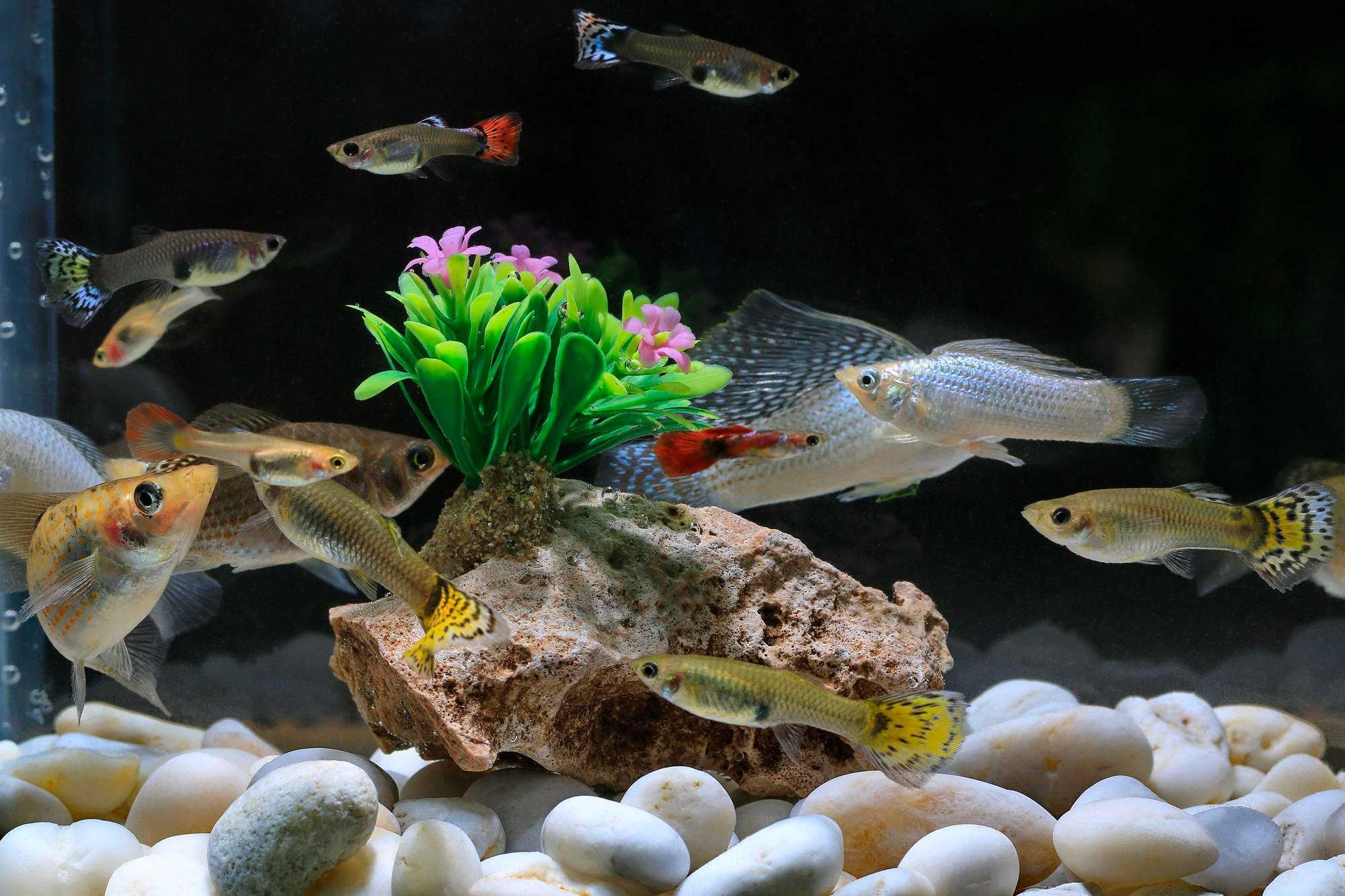 ปลาสวยงามที่เลี้ยงรวมกันได้ เช่น ปลาหางนกยูง (Guppy) ปลาบอลลูน (Molly) ปลาสอด (Platy) ปลาทอง (goldfish)