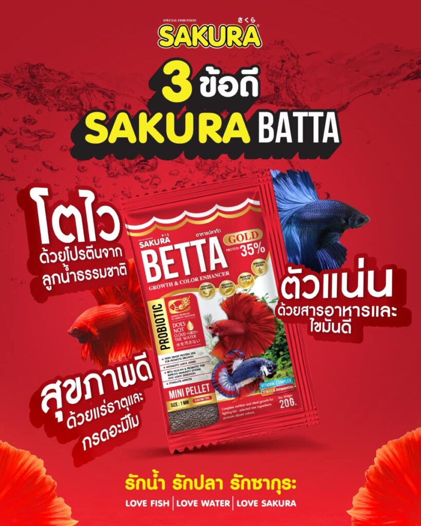 อาหารปลากัด Sakura Betta อาหารปลากัดเร่งโต เร่งสี ทำจากลูกน้ำอบแห้ง
พลังจากลูกน้ำอบแห้ง ทางเลือกใหม่ที่เหนือกว่าอาหารสด สูตรลับระดับตำนาน เปลี่ยนปลากัดธรรมดาให้กลายเป็นซุปตาร์ Sakura Betta อาหารปลากัดคุณภาพสูงที่ ผลิตโดยบริษัท PCN คิดค้นมาเพื่อเลียนแบบพฤติกรรมการกินตามธรรมชาติอย่างแท้จริง ด้วยส่วนผสมของลูกน้ำแท้ 100% (Mosquito Larva Added) ที่ผ่านการคัดสรรจากผู้เชี่ยวชาญ ทำให้ปลากัดของคุณได้รับโปรตีนคุณภาพสูงถึง 35% ซึ่งเป็นหัวใจหลักในการสร้างกล้ามเนื้อและโครงสร้างให้ใหญ่ยาวสมส่วน พร้อมกระตุ้นสัญชาตญาณความคึกคักตั้งแต่คำแรกที่งับ