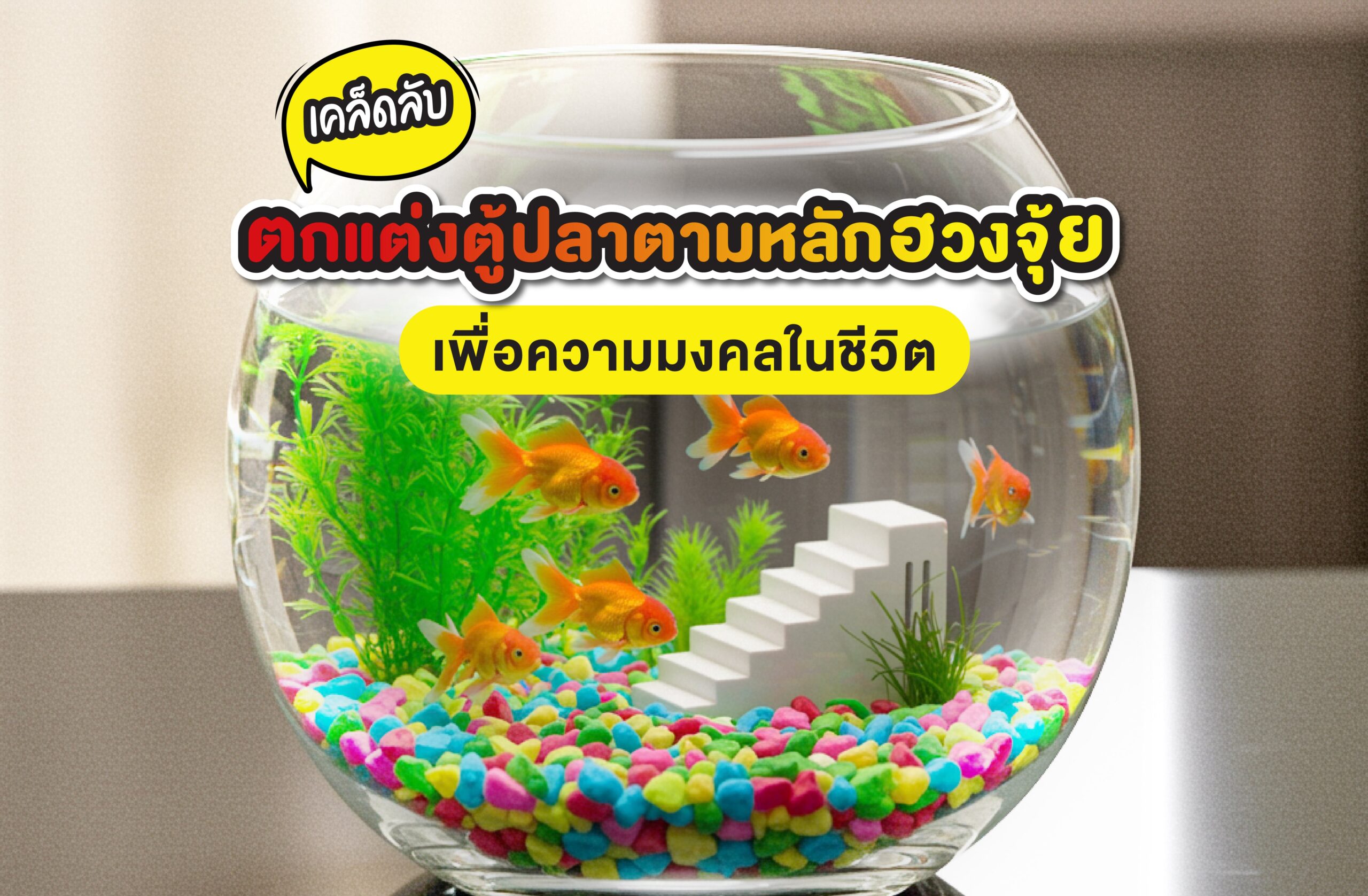 เคล็ดลับตกแต่งตู้ปลาตามหลักฮวงจุ้ย เพื่อความมงคลในชีวิต