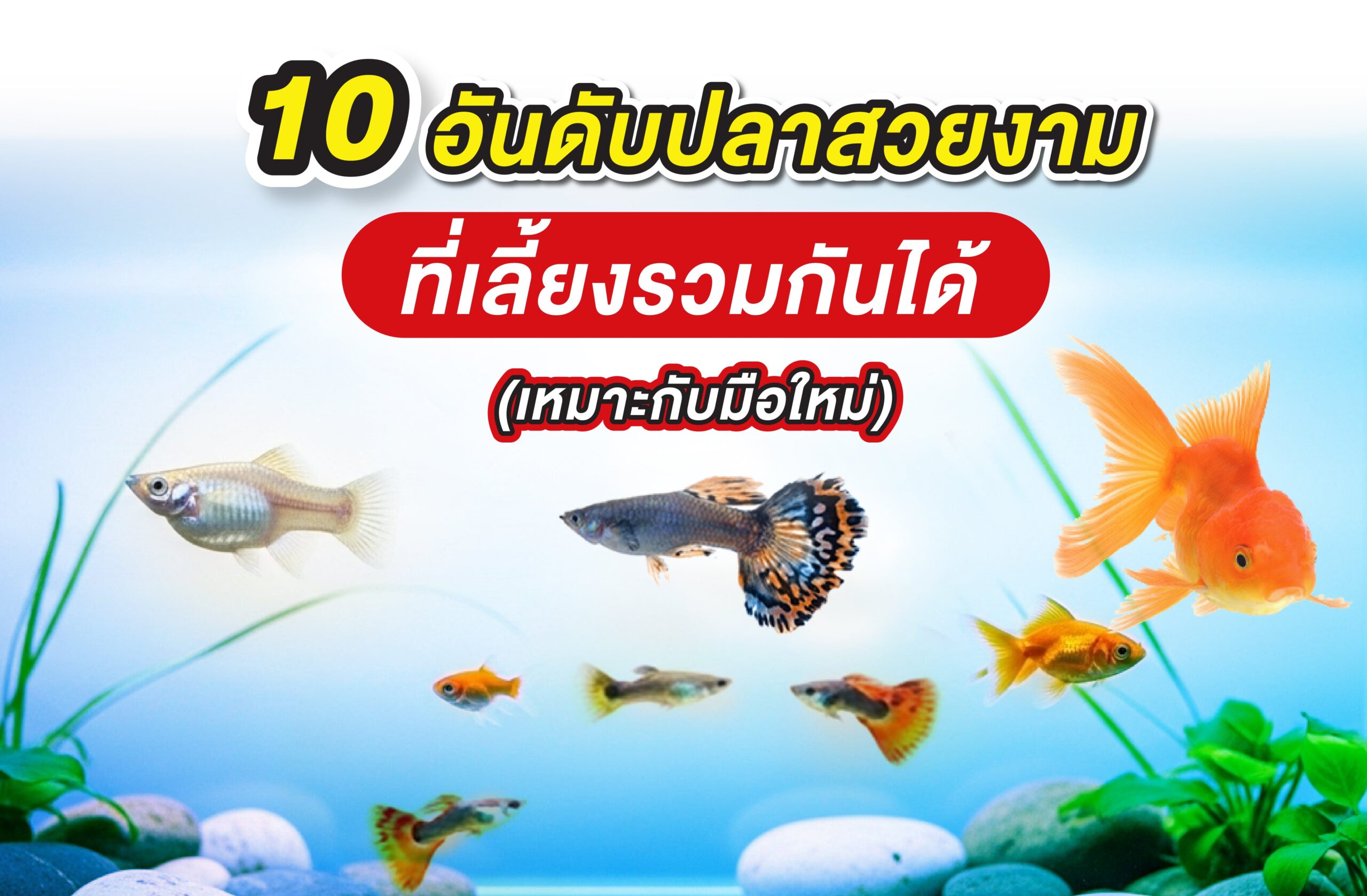 10 อันดับปลาสวยงามที่เลี้ยงรวมกันได้ (เหมาะกับมือใหม่)
