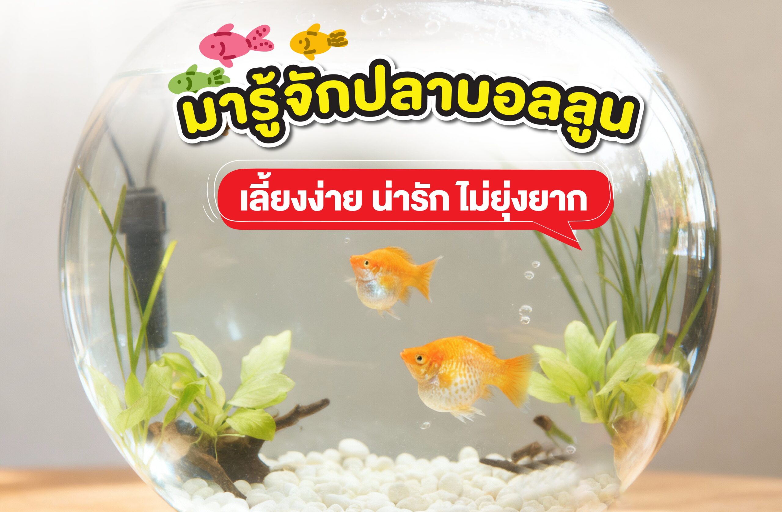 มารู้จักปลาบอลลูน เลี้ยงง่าย น่ารัก ไม่ยุ่งยาก
