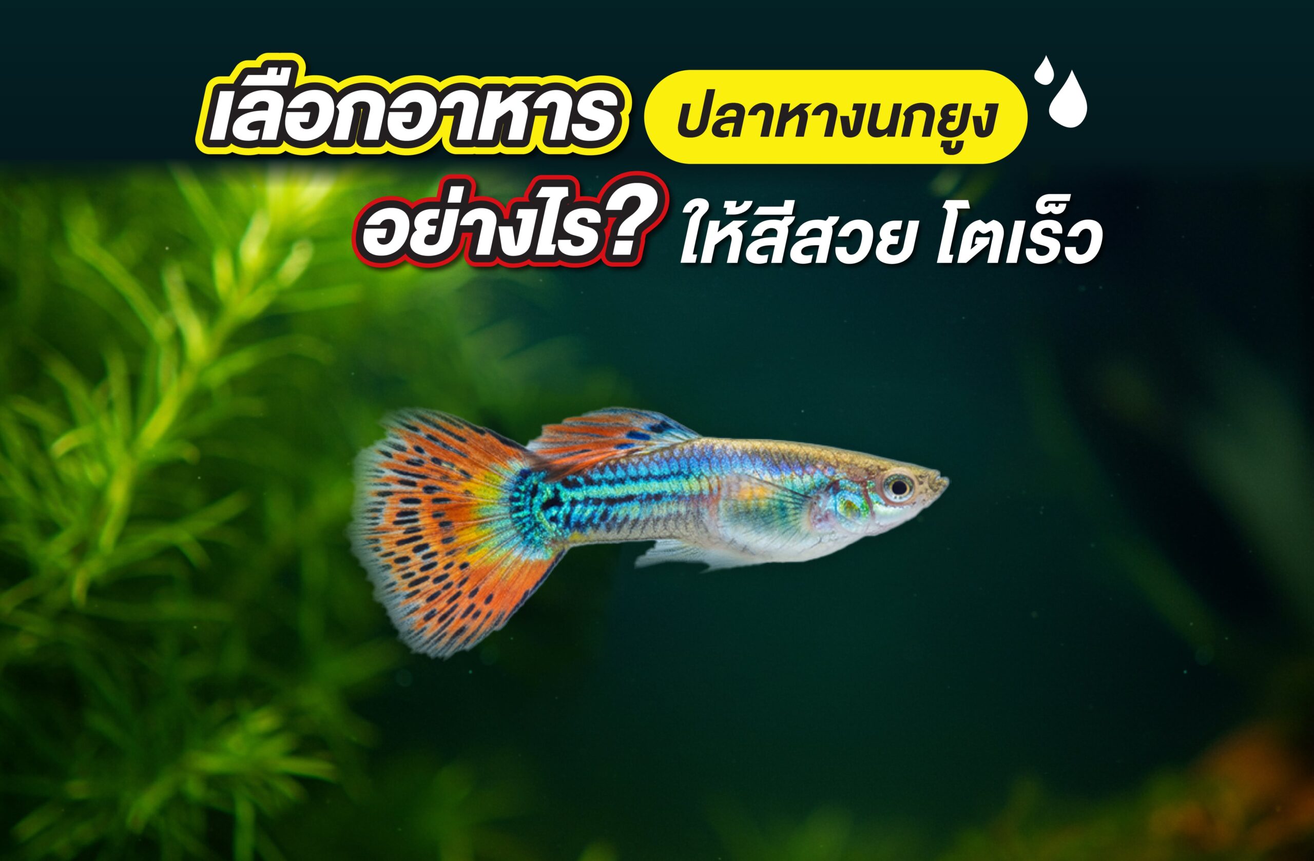 เลือกอาหารปลาหางนกยูง อย่างไรให้สีสวย โตเร็ว