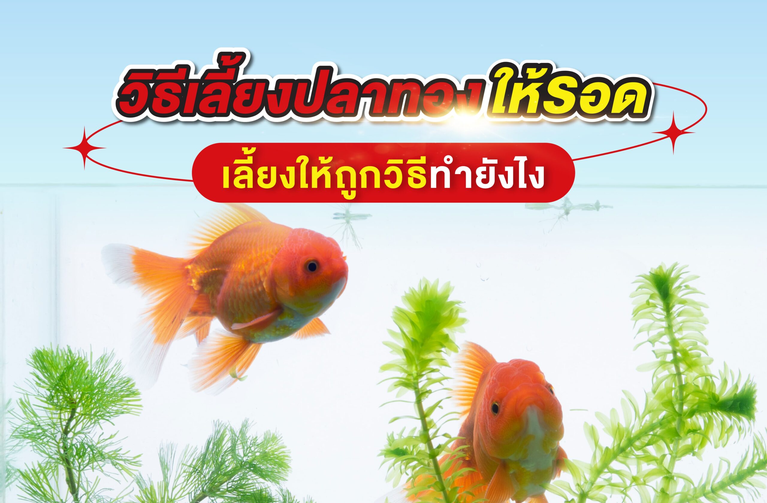 วิธีเลี้ยงปลาทองให้รอด เลี้ยงให้ถูกวิธีทำยังไง