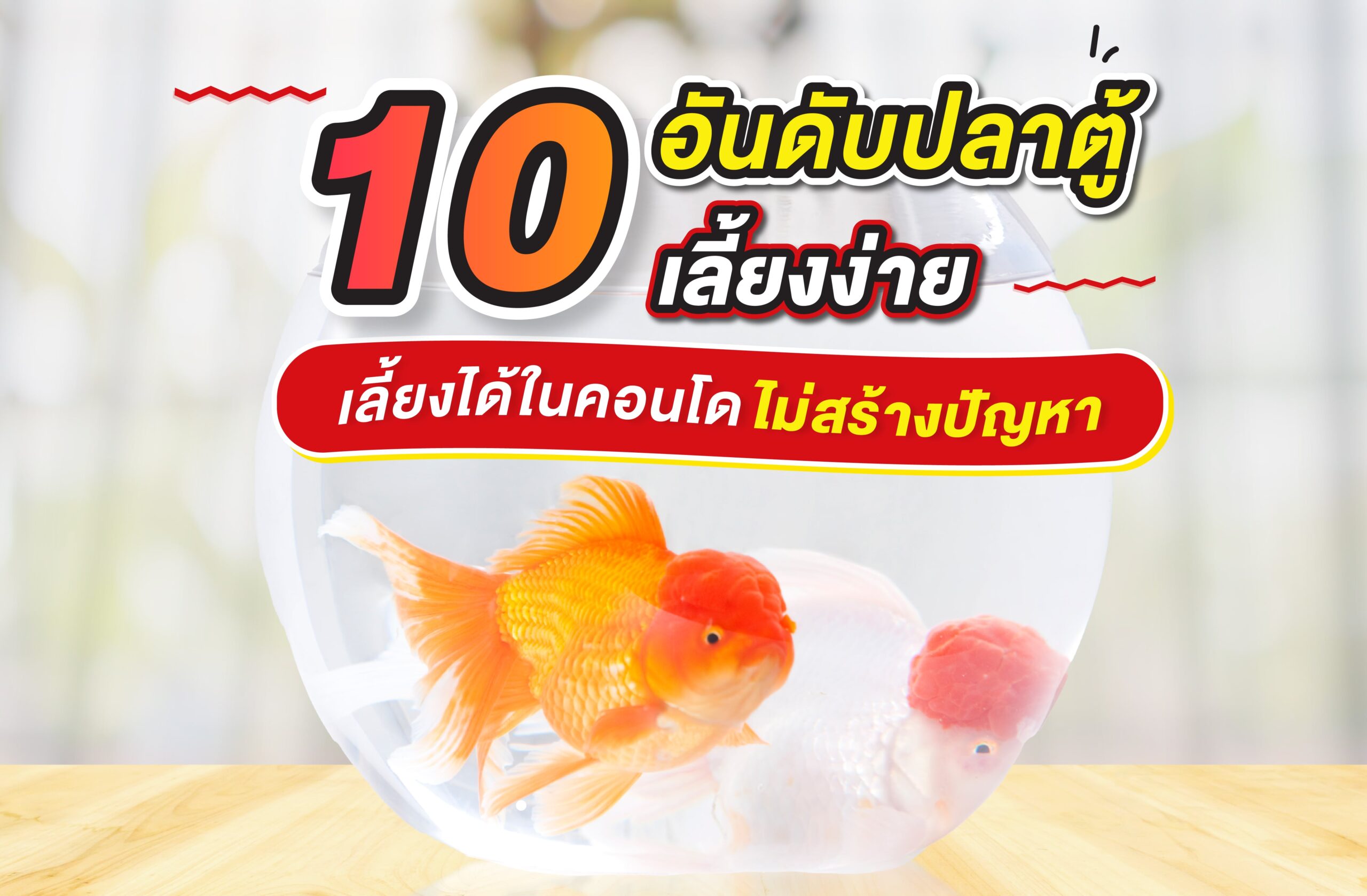 10 อันดับปลาตู้ เลี้ยงง่าย เลี้ยงได้ในคอนโด ไม่สร้างปัญหา