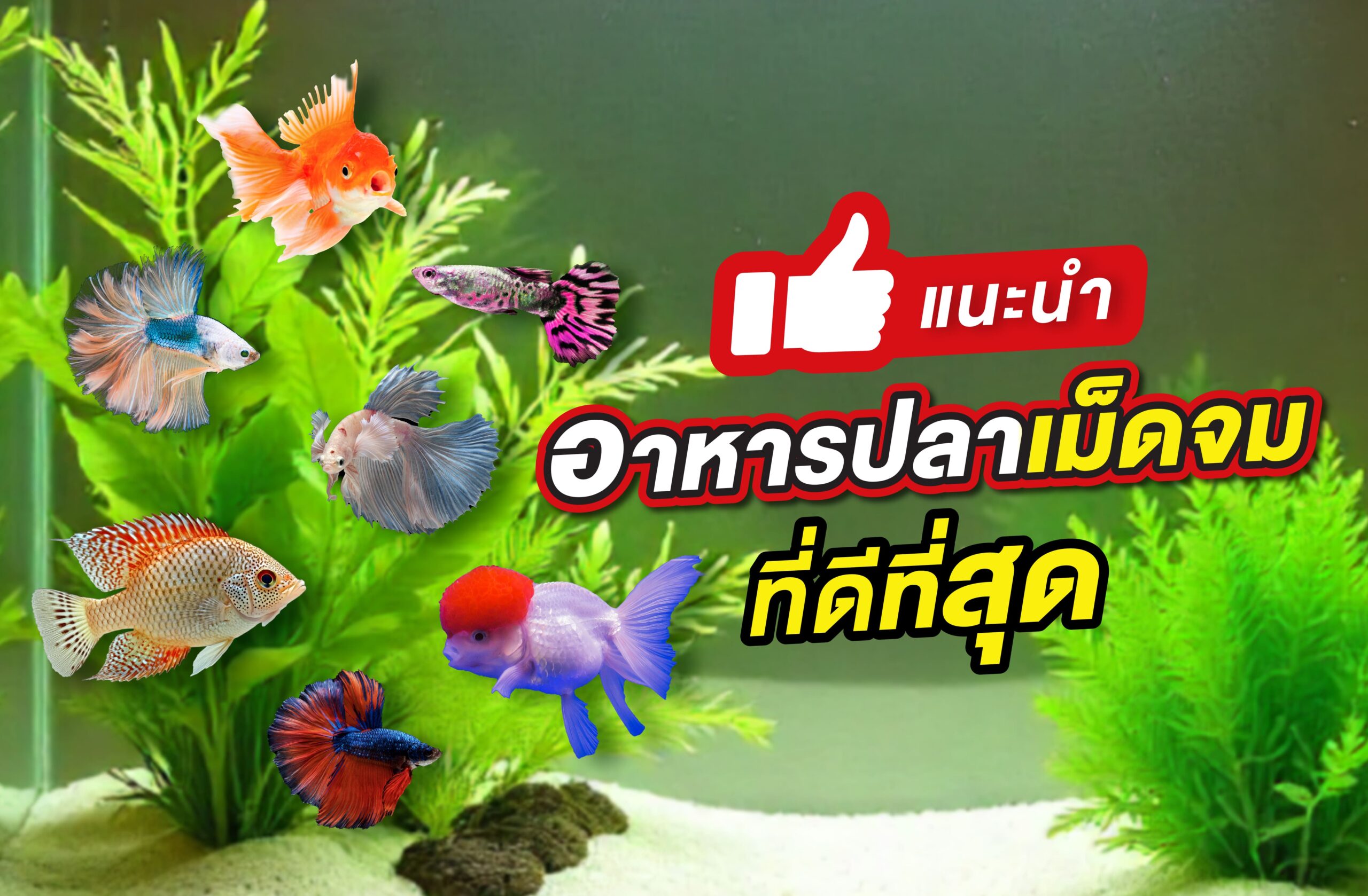 แนะนำอาหารปลาเม็ดจมที่ดีที่สุด เหมาะกับปลาหลายสายพันธุ์ 2026