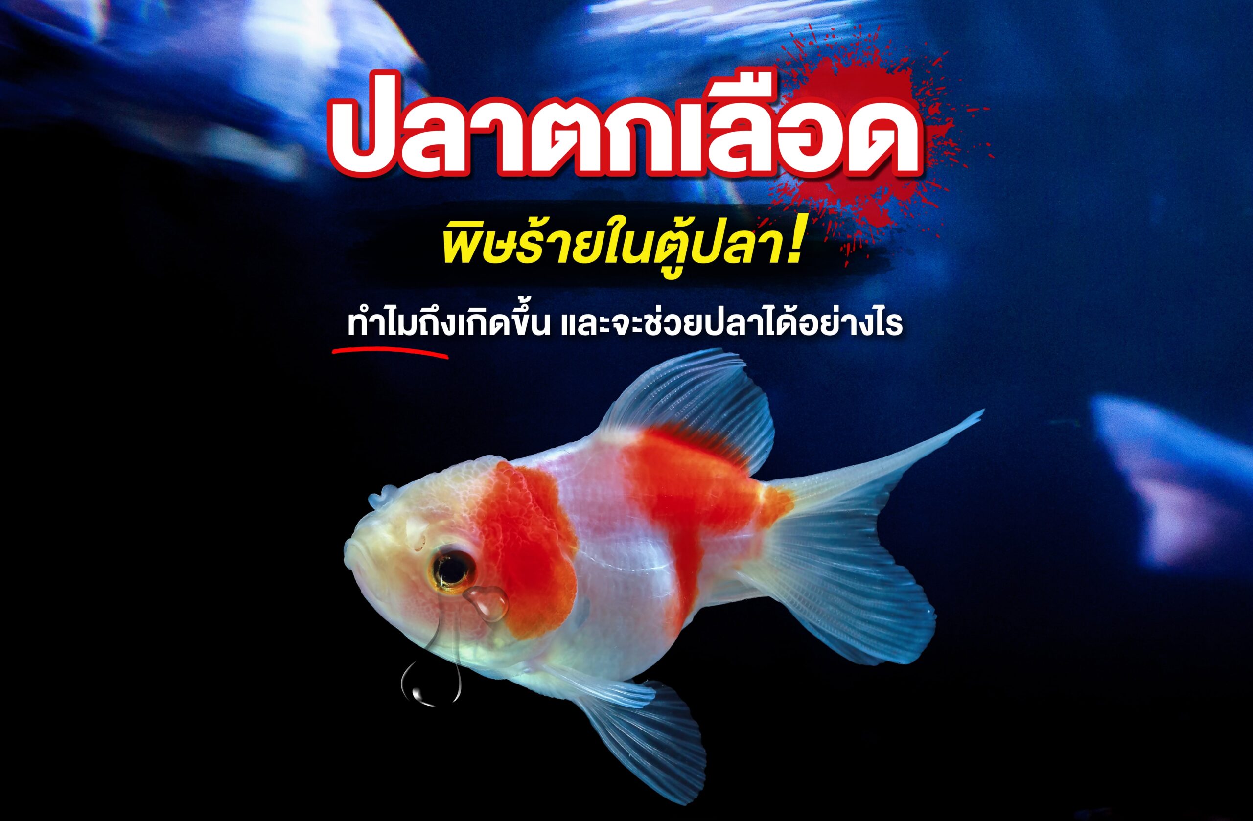 ปลาตกเลือด พิษร้ายในตู้ปลา! ทำไมถึงเกิดขึ้น และจะช่วยปลาได้อย่างไร