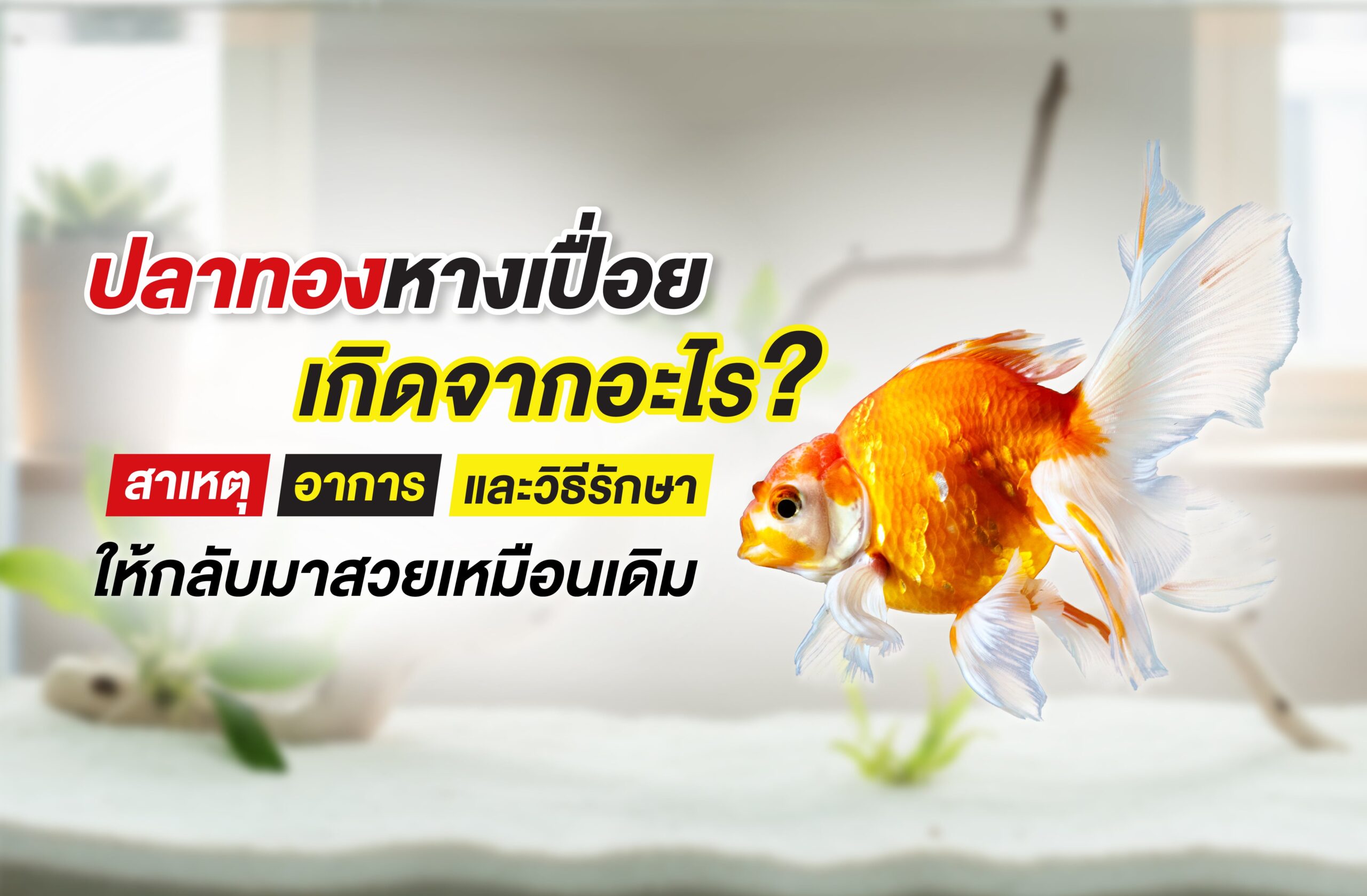 ปลาทองหางเปื่อยเกิดจากอะไร? สาเหตุ อาการ และวิธีรักษาให้กลับมาสวยเหมือนเดิม