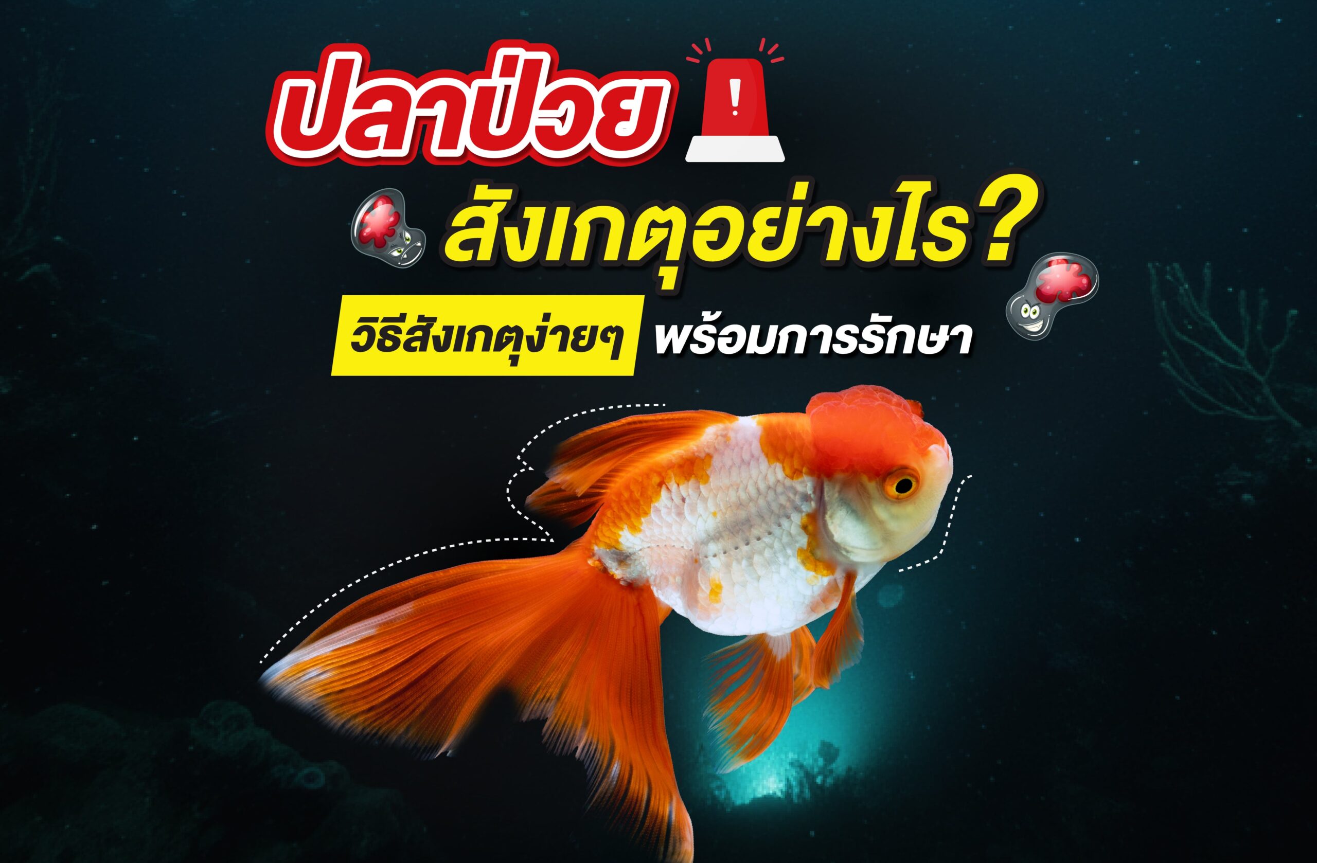 ปลาป่วยสังเกตุอย่างไร? วิธีสังเกตุง่ายๆ พร้อมการรักษา