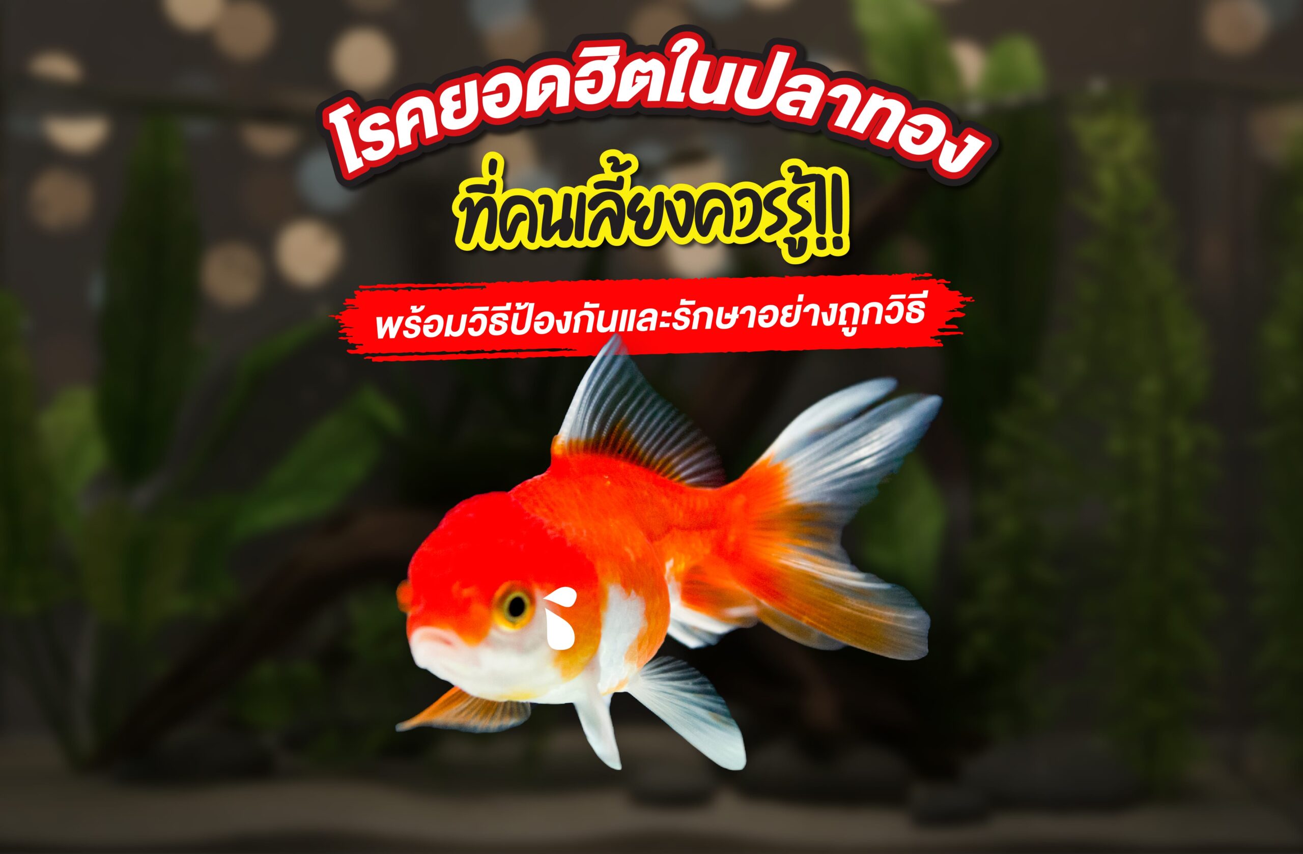 โรคยอดฮิตในปลาทอง ที่คนเลี้ยงควรรู้!! พร้อมวิธีป้องกันและรักษาอย่างถูกวิธี