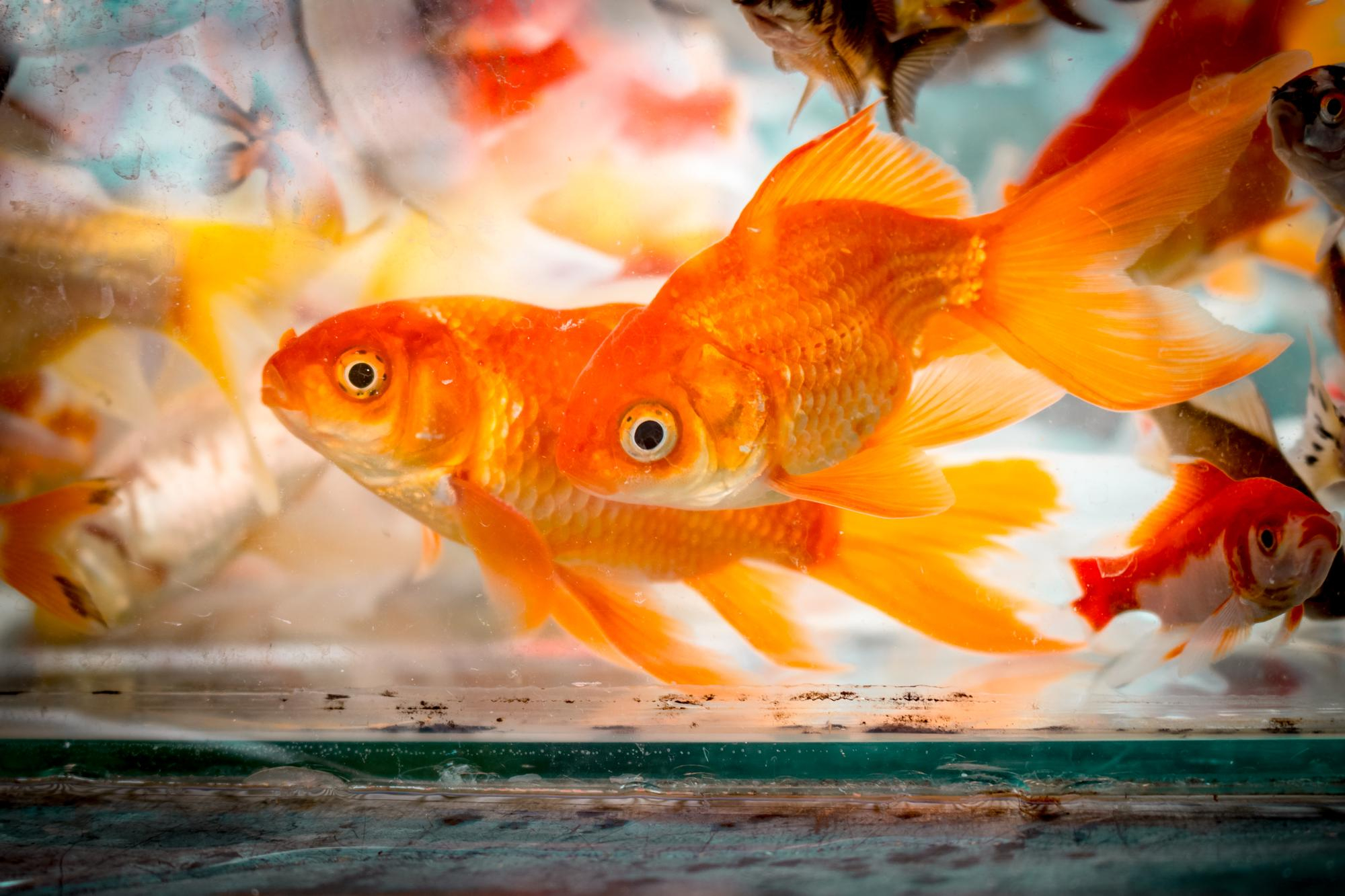 สาเหตุหลักที่ทำให้ปลาทองหงายท้อง สูญเสียการทรงตัว ปัญหาถุงลม (Swim Bladder Disorder) เป็นสาเหตุอันดับต้น ๆ ของการหงายท้องของเจ้าอ้วนเลยก็ว่าได้ เพราะถุงลมคืออวัยวะที่ช่วยให้ปลาควบคุมการลอยตัว หากถุงลมอักเสบ บวม ติดเชื้อ หรือถูกกดทับ ปลาจะเริ่มว่ายน้ำเอียง ว่ายลอยไม่เป็นทิศ หรือพลิกหงายท้องจนบังคับทิศทางไม่ได้ 