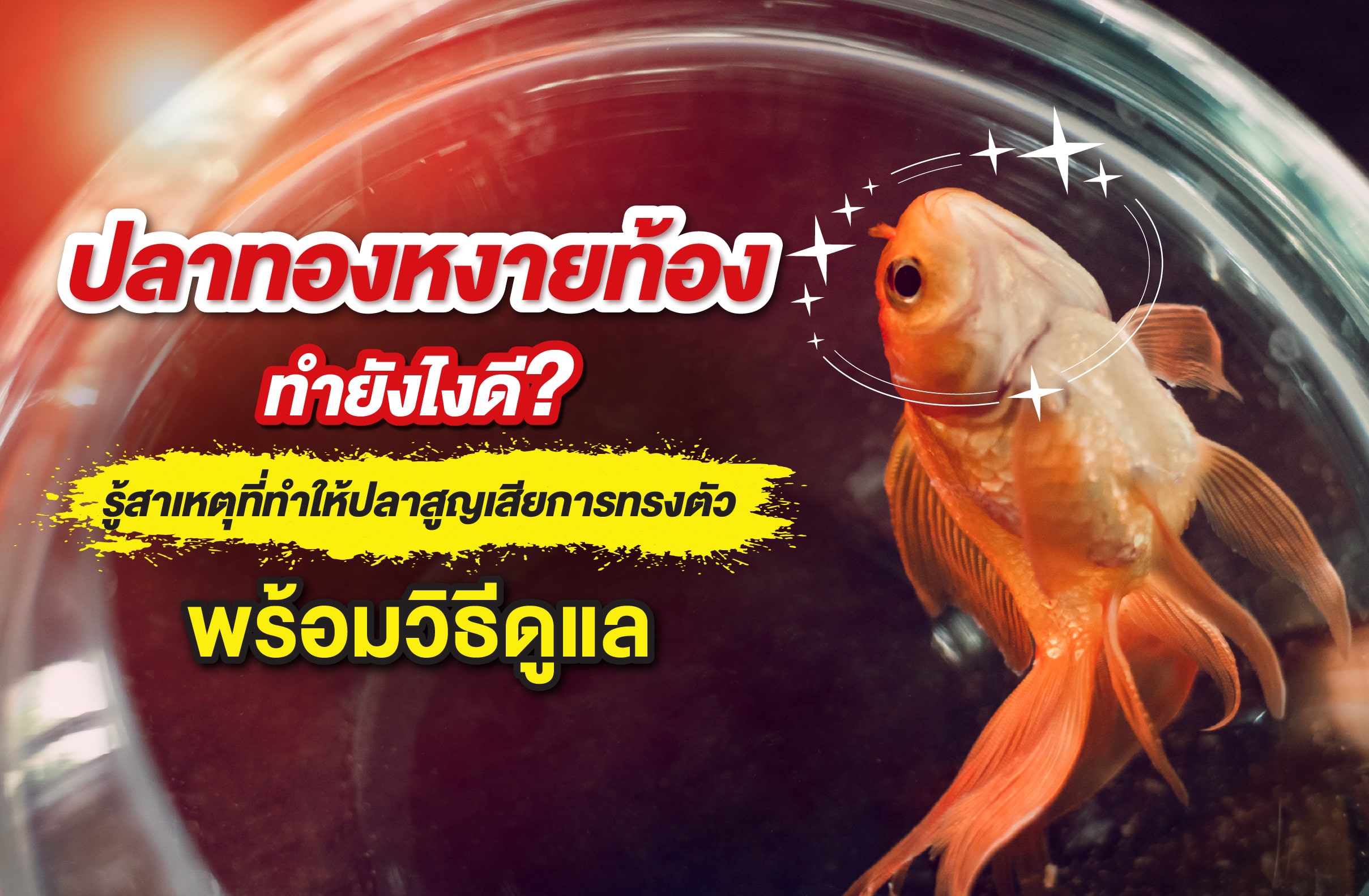 ปลาทองหงายท้อง ทำยังไงดี? รู้สาเหตุที่ทำให้ปลาสูญเสียการทรงตัว พร้อมวิธีดูแล