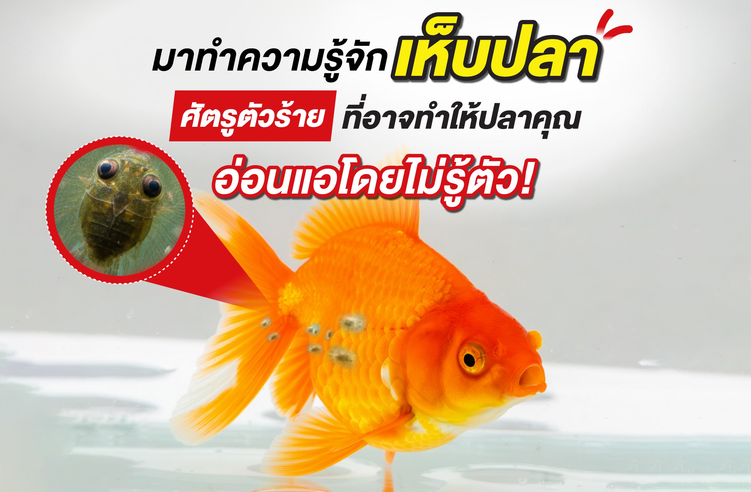 มาทำความรู้จัก เห็บปลา ศัตรูตัวร้ายที่อาจทำให้ปลาคุณอ่อนแอโดยไม่รู้ตัว!