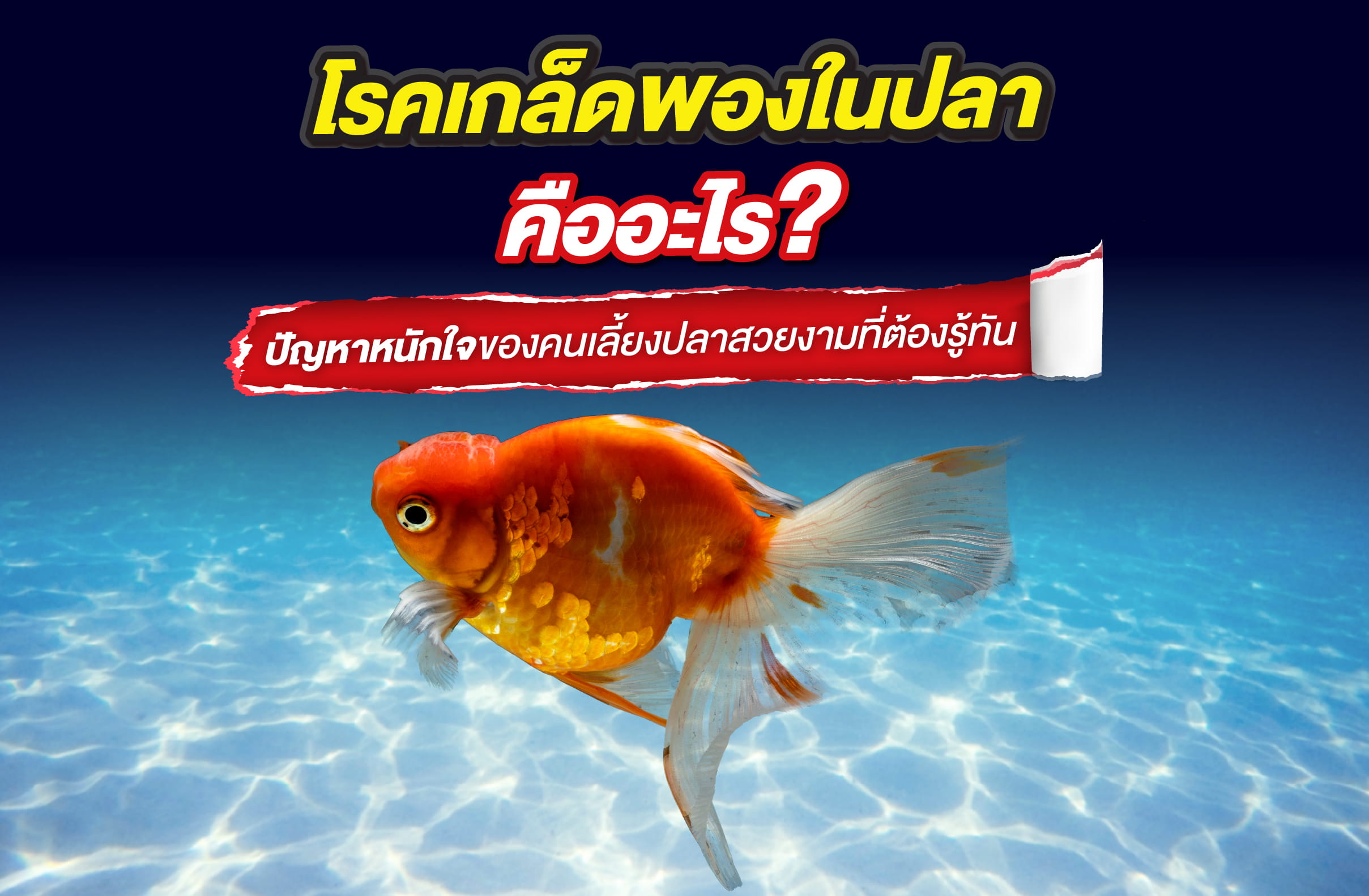 โรคเกล็ดพองในปลา คืออะไร? ปัญหาหนักใจของคนเลี้ยงปลาสวยงามที่ต้องรู้ทัน