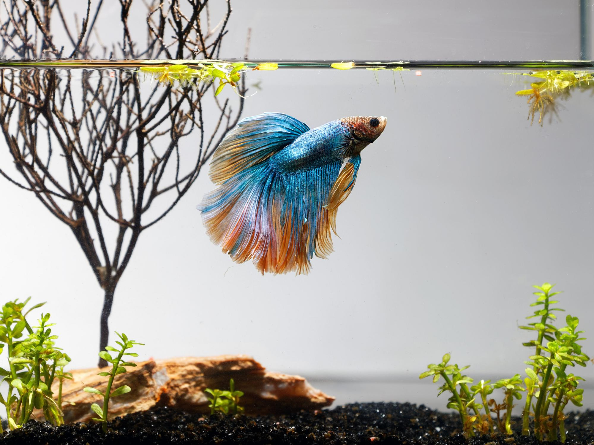 ปลาสวยงามไม่ต้องใช้ออกซิเจน ปลากัด (Betta) ฉายาราชาแห่งโหลปลา ยืนหนึ่งเรื่องความอึด เพราะมีอวัยวะพิเศษช่วยหายใจ (Labyrinth Organ) ทำให้ฮุบอากาศจากผิวน้ำได้โดยตรง เลี้ยงในโหลแก้วสวย ๆ ได้สบาย สีสันสด ครีบพลิ้ว เลี้ยงเดี่ยวก็สวย เลี้ยงโชว์ก็เด่น