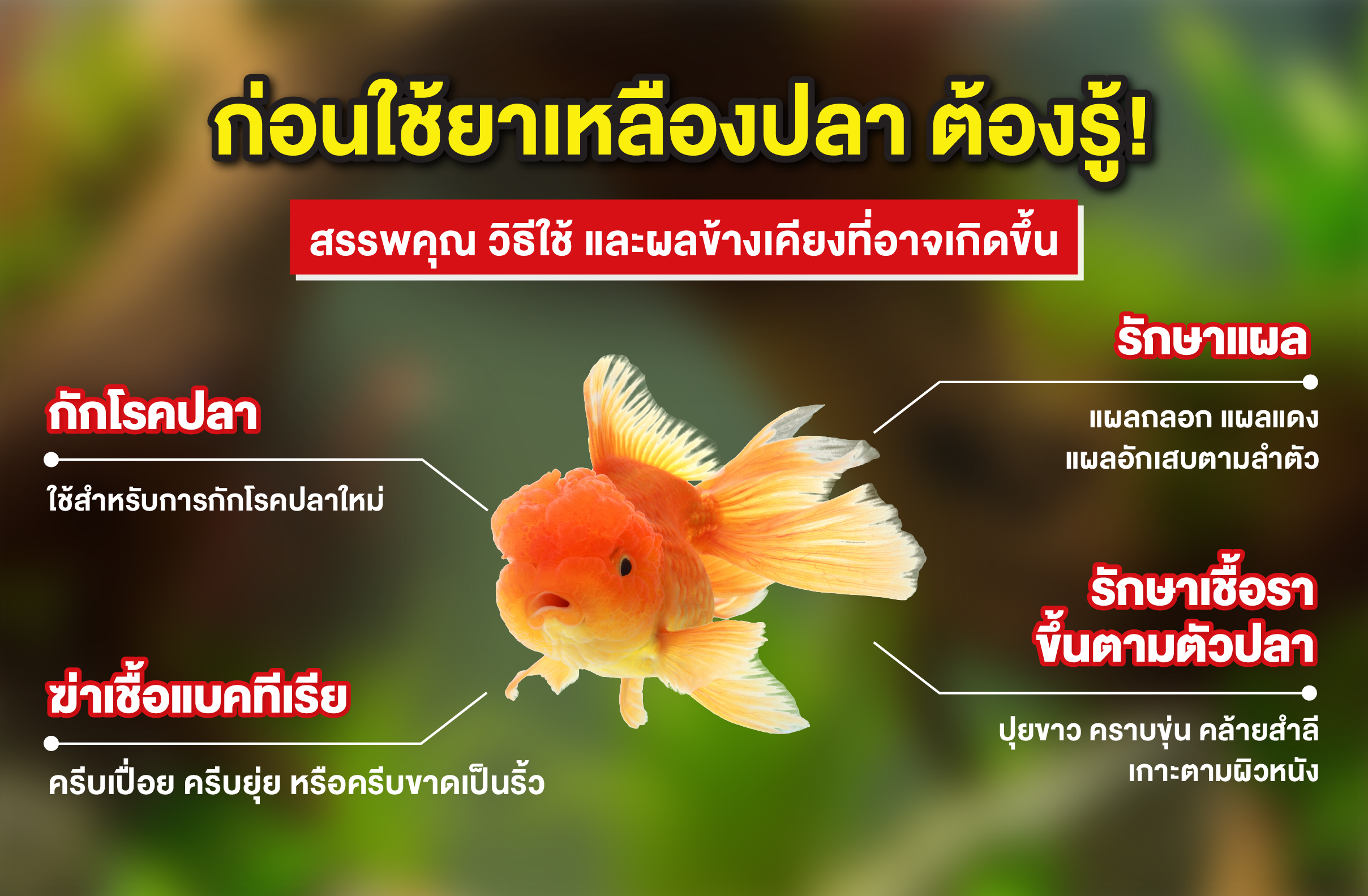 ก่อนใช้ยาเหลืองปลา ต้องรู้! สรรพคุณ วิธีใช้ และผลข้างเคียงที่อาจเกิดขึ้น