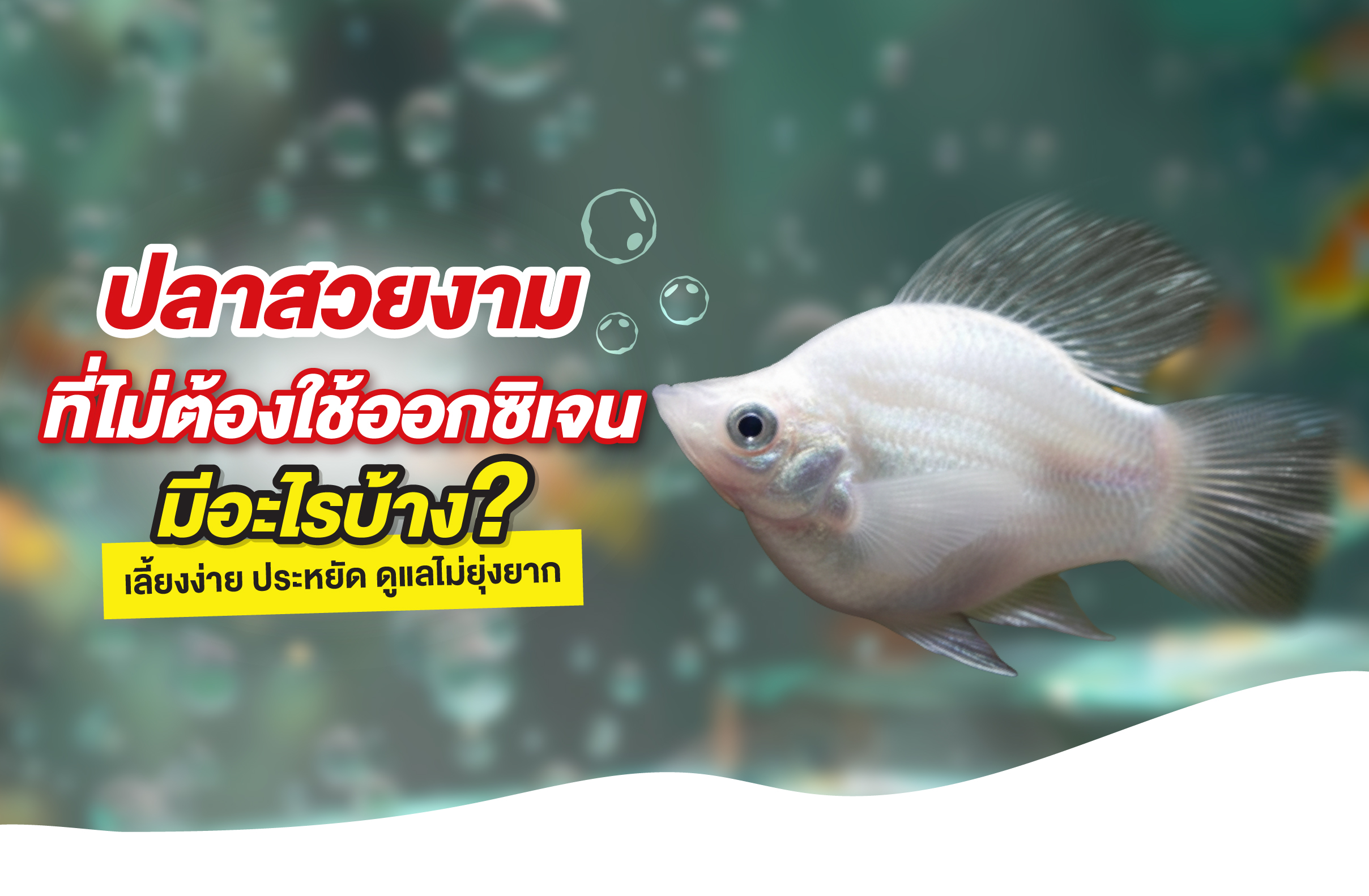 ปลาสวยงามไม่ต้องใช้ออกซิเจน มีอะไรบ้าง? เลี้ยงง่าย ประหยัด ดูแลไม่ยุ่งยาก