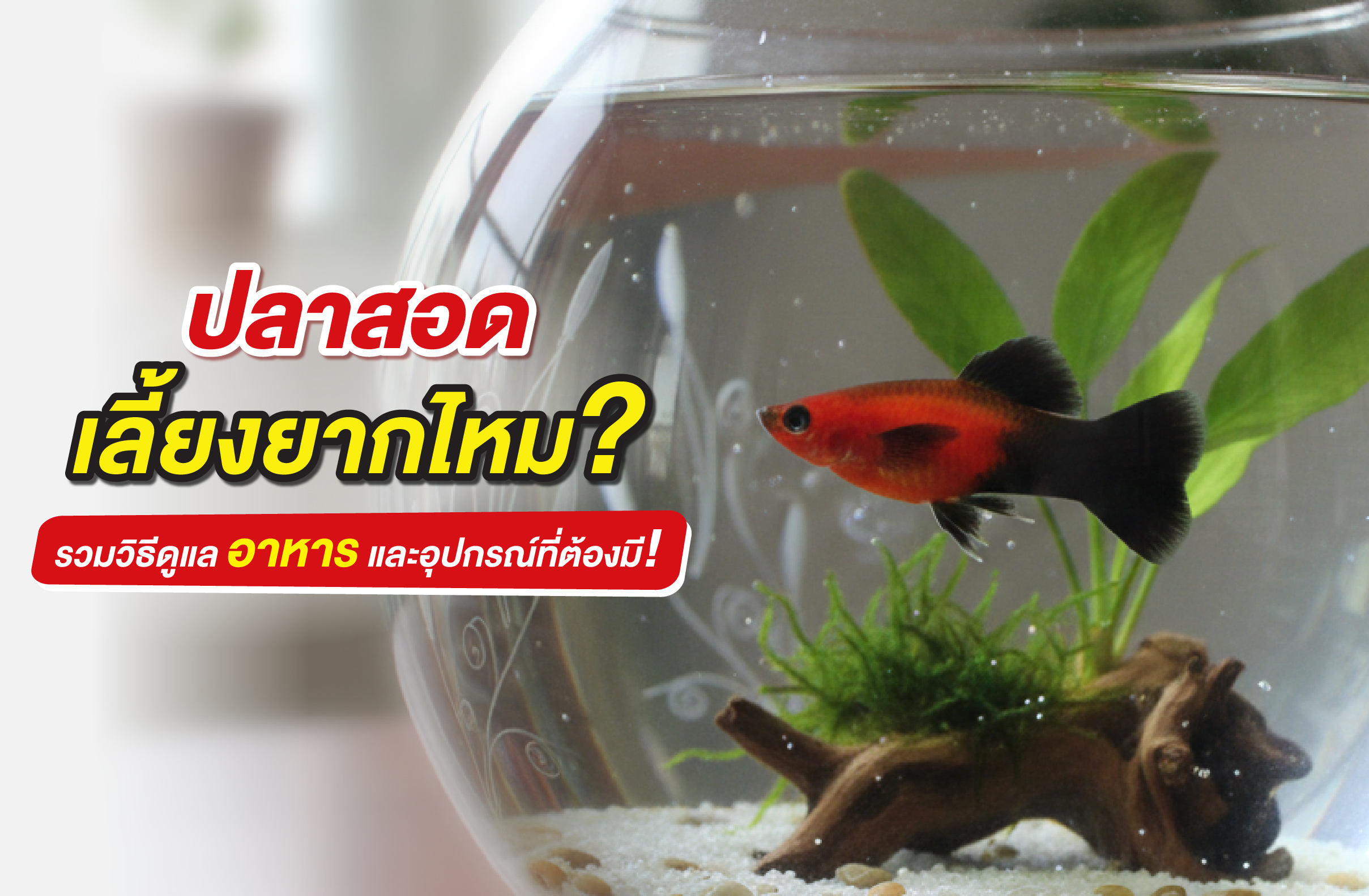 ปลาสอดเลี้ยงยากไหม? รวมวิธีดูแล อาหาร และอุปกรณ์ที่ต้องมี!