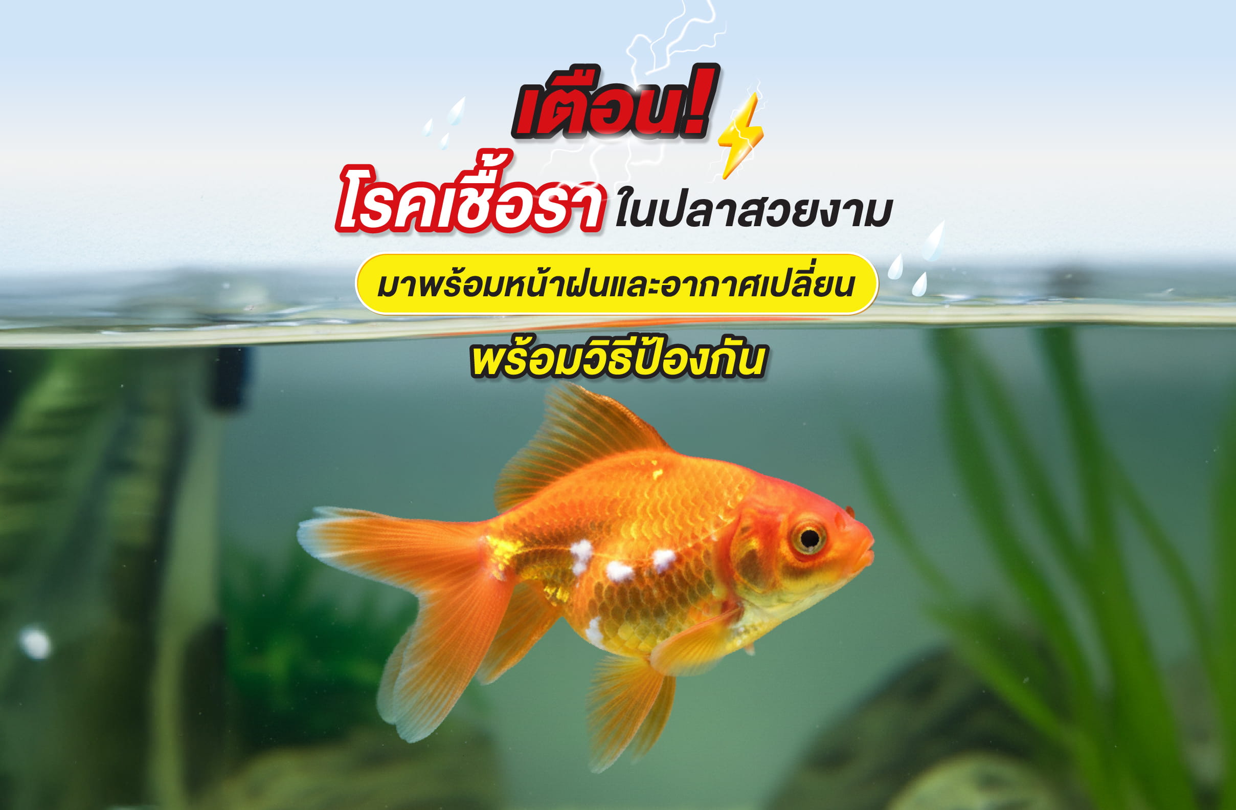 เตือน! โรคเชื้อราในปลาสวยงาม มาพร้อมหน้าฝนและอากาศเปลี่ยน พร้อมวิธีป้องกัน