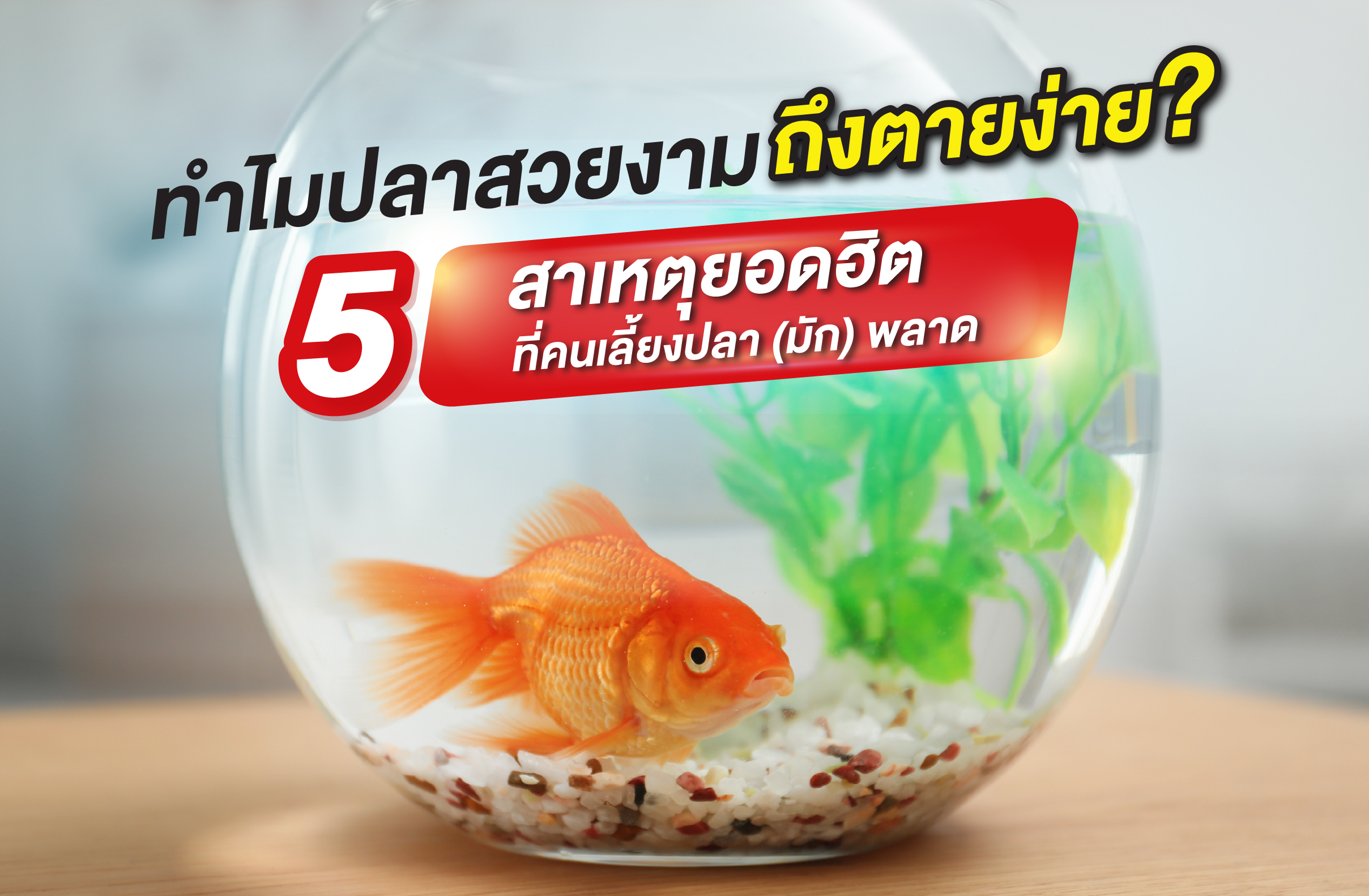 ทำไมปลาสวยงามถึงตายง่าย? 5 สาเหตุยอดฮิตที่คนเลี้ยงปลา (มัก) พลาด