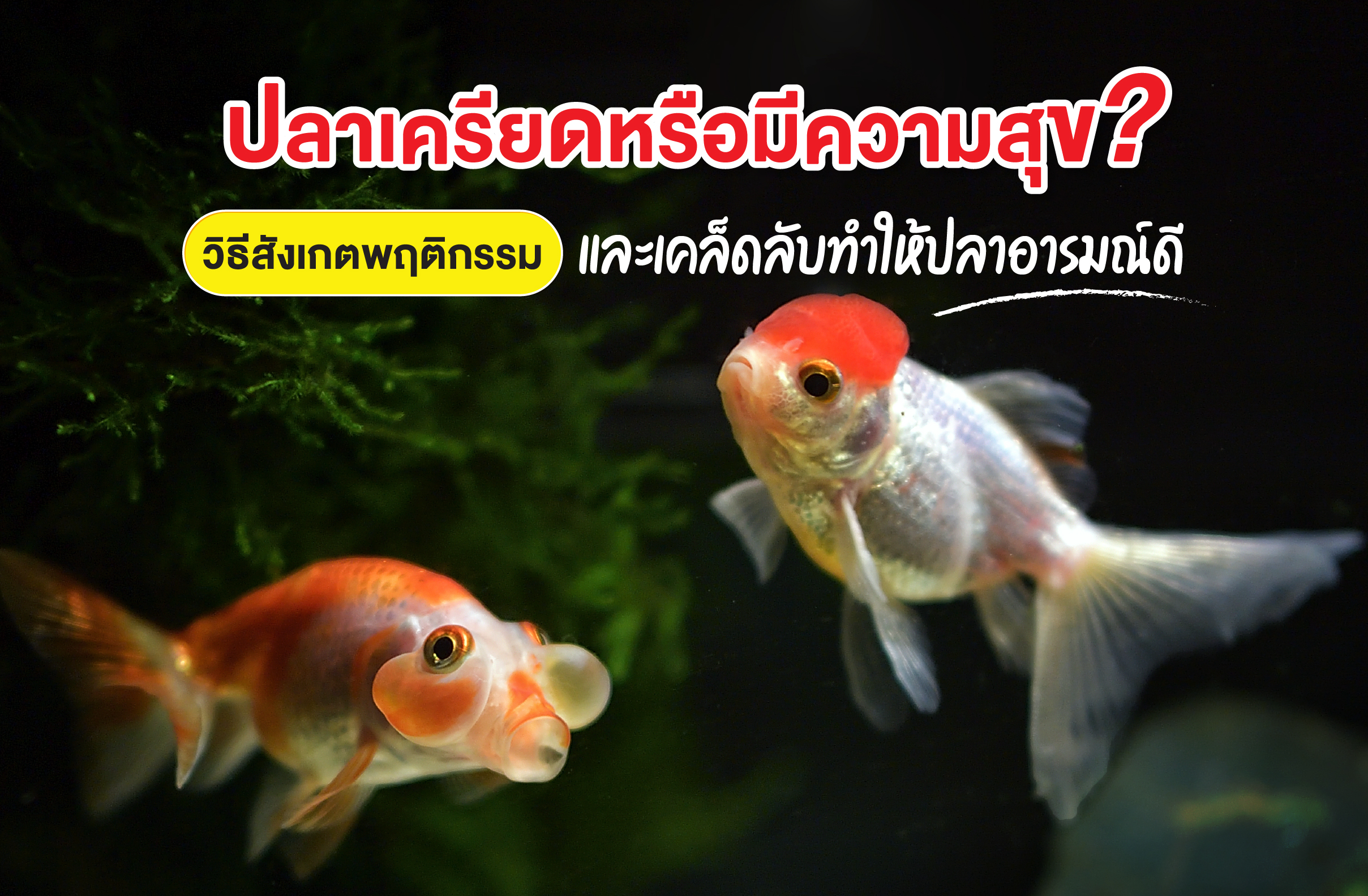 ปลาเครียดหรือมีความสุข? วิธีสังเกตพฤติกรรมและเคล็ดลับทำให้ปลาอารมณ์ดี