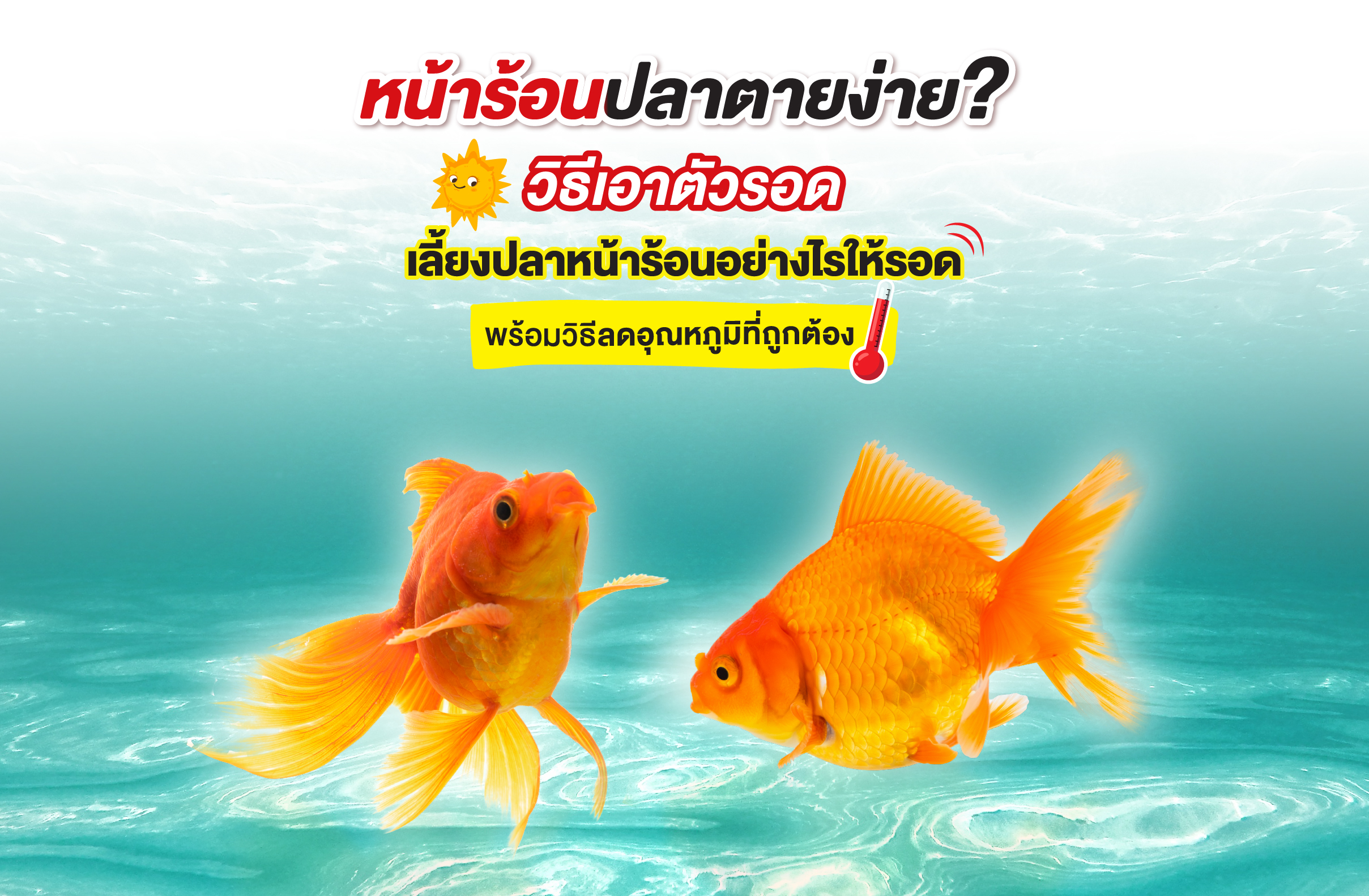 หน้าร้อนปลาตายง่าย? วิธีเอาตัวรอด เลี้ยงปลาหน้าร้อนอย่างไรให้รอด พร้อมวิธีลดอุณหภูมิที่ถูกต้อง