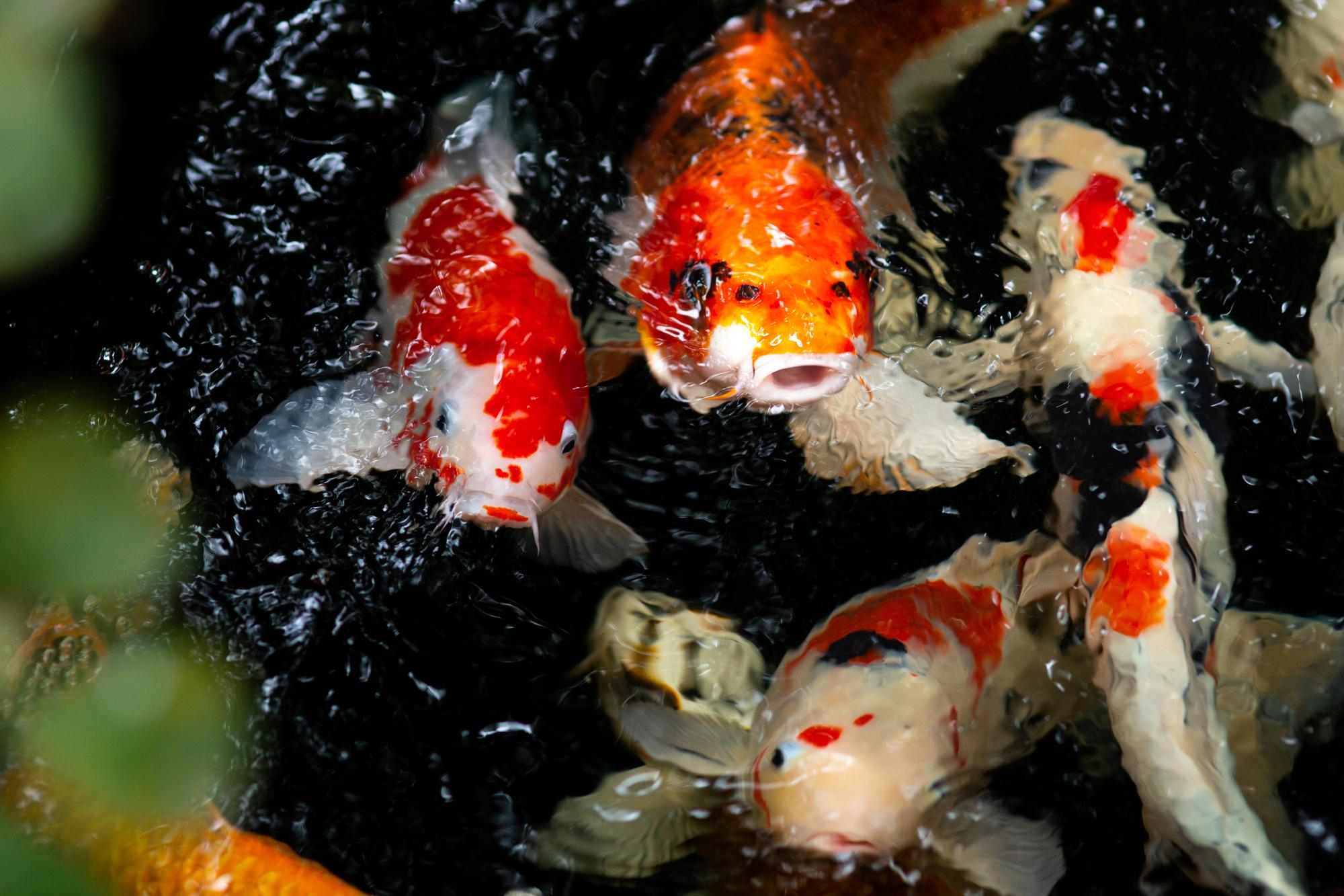 สายพันธุ์ปลาคาร์ฟ ไทโช ซันโชกุ (Taisho Sanshoku / Sanke) ขาว แดง และแต้มดำ (Sumi) ที่โดดเด่น ไทโช ซันโชกุ หรือที่เรียกสั้น ๆ ว่า "ซันเก้" พัฒนาต่อยอดมาจากโคฮากุ โดยการเพิ่มแต้มสีดำ (Sumi) ลงไปบนลำตัวที่มีพื้นสีขาวและลายสีแดงอยู่แล้ว จุดเด่นของซันเก้คือสีดำที่เป็นจุดแต้มเล็ก ๆ กระจายตัวอยู่เหนือเส้นข้างลำตัวขึ้นไปเปรียบเสมือนการแต้มหินสีดำลงบนภาพเขียนสีน้ำมัน ทำให้ปลาดูมีมิติและมีชีวิตชีวามากขึ้น